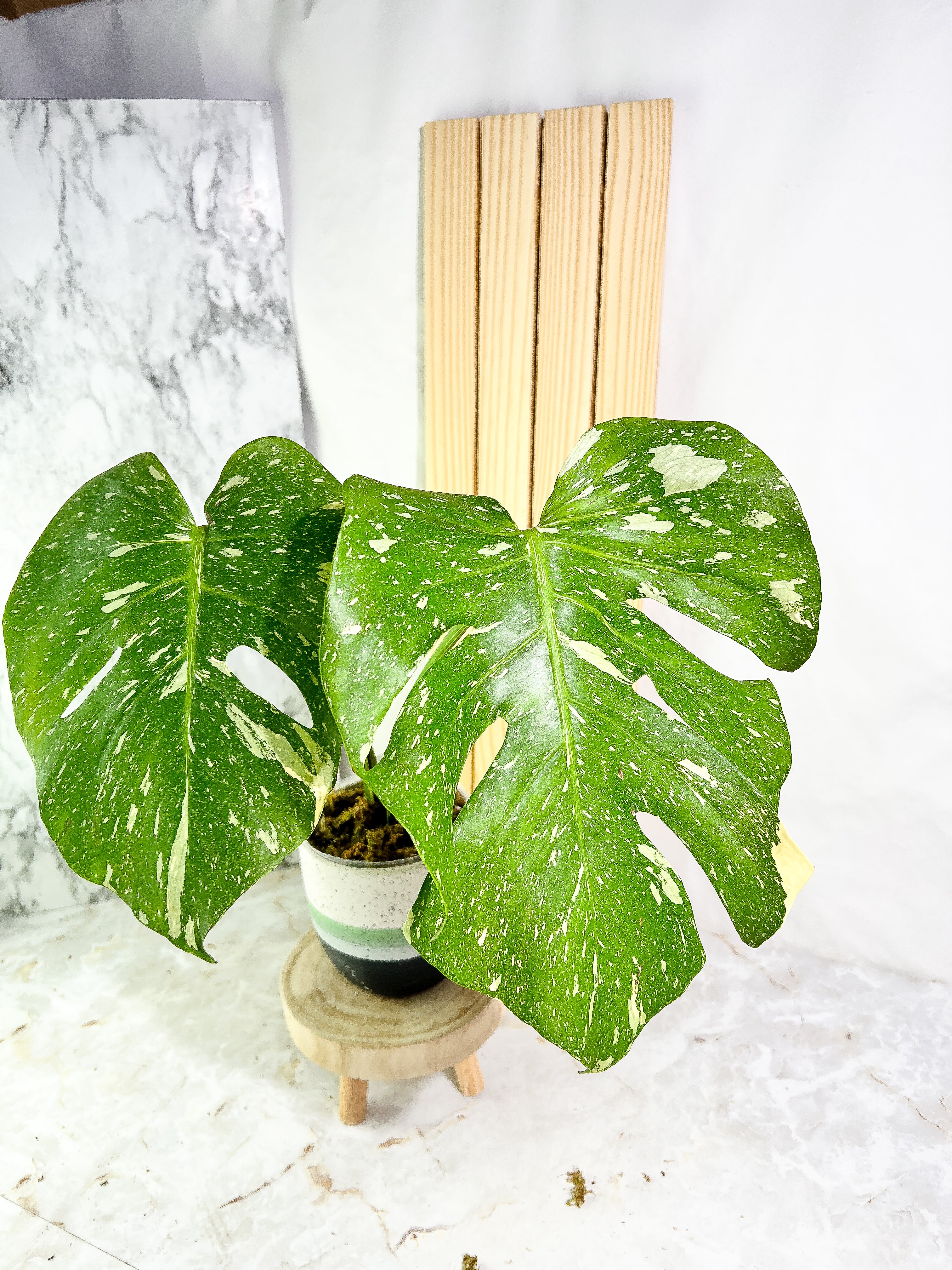 Monstera Thai Constellation  Slightly Rooted 2 leaves Highly Variegated. Top Cutting