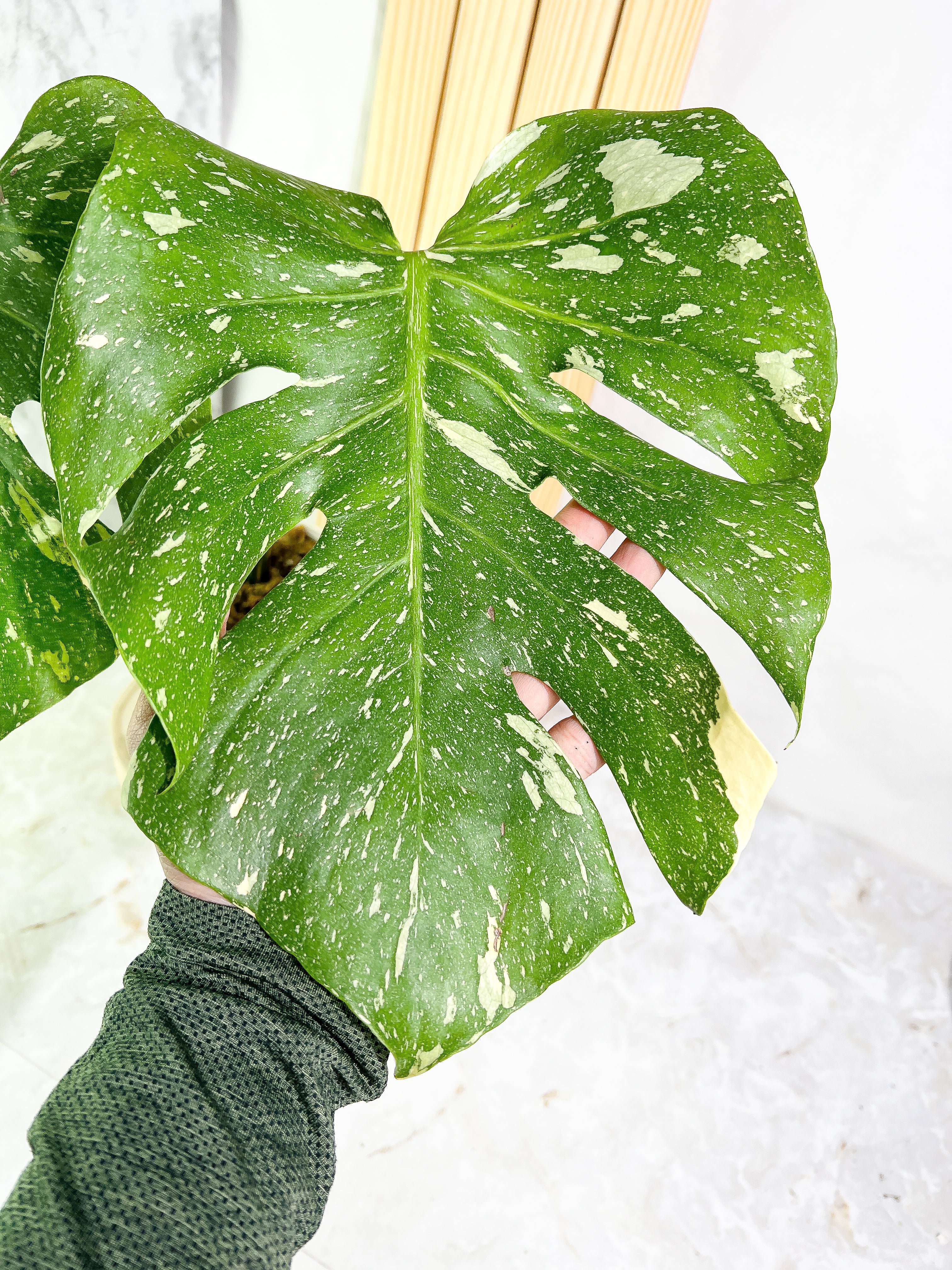 Monstera Thai Constellation  Slightly Rooted 2 leaves Highly Variegated. Top Cutting