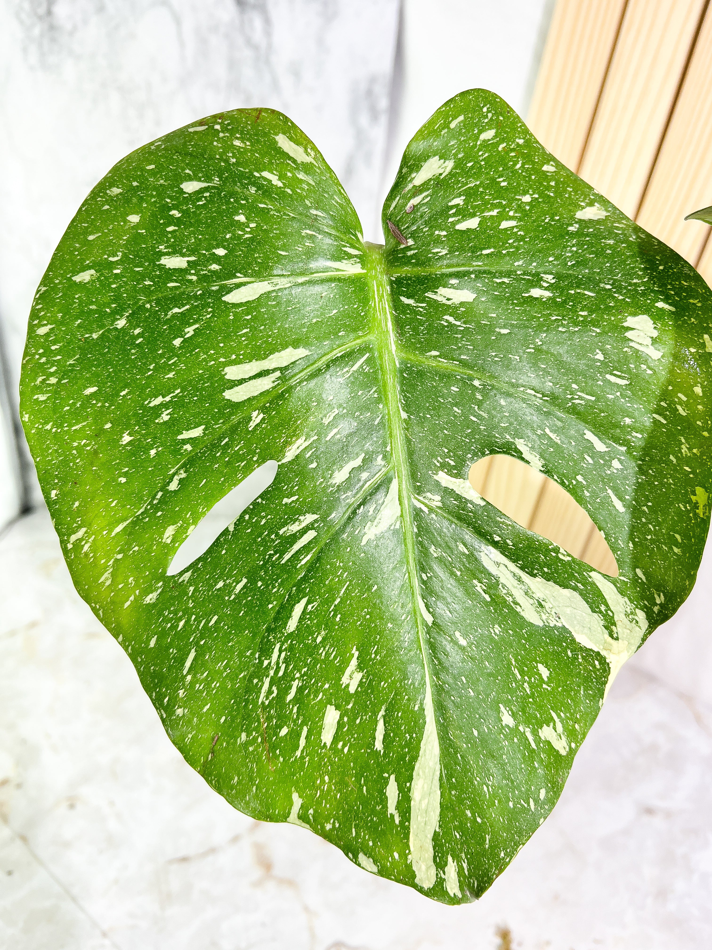 Monstera Thai Constellation  Slightly Rooted 2 leaves Highly Variegated. Top Cutting