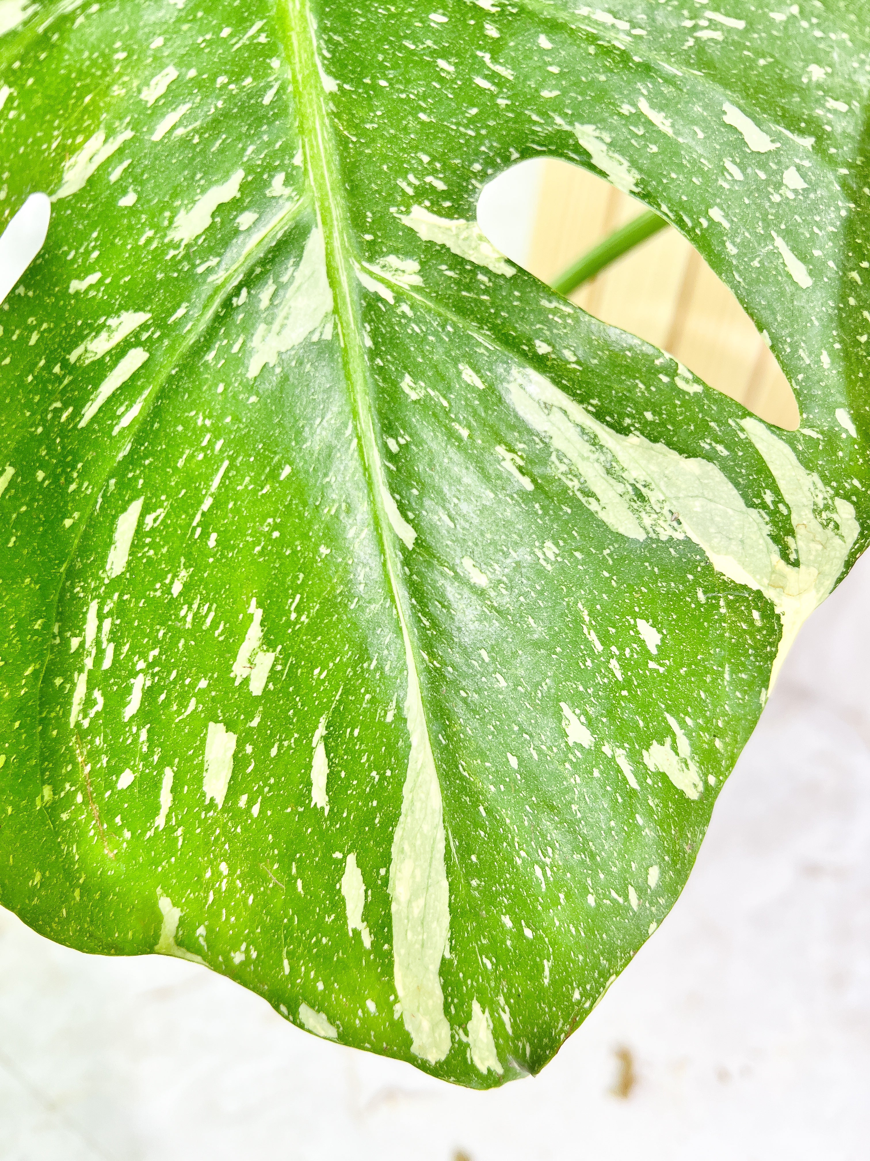 Monstera Thai Constellation  Slightly Rooted 2 leaves Highly Variegated. Top Cutting