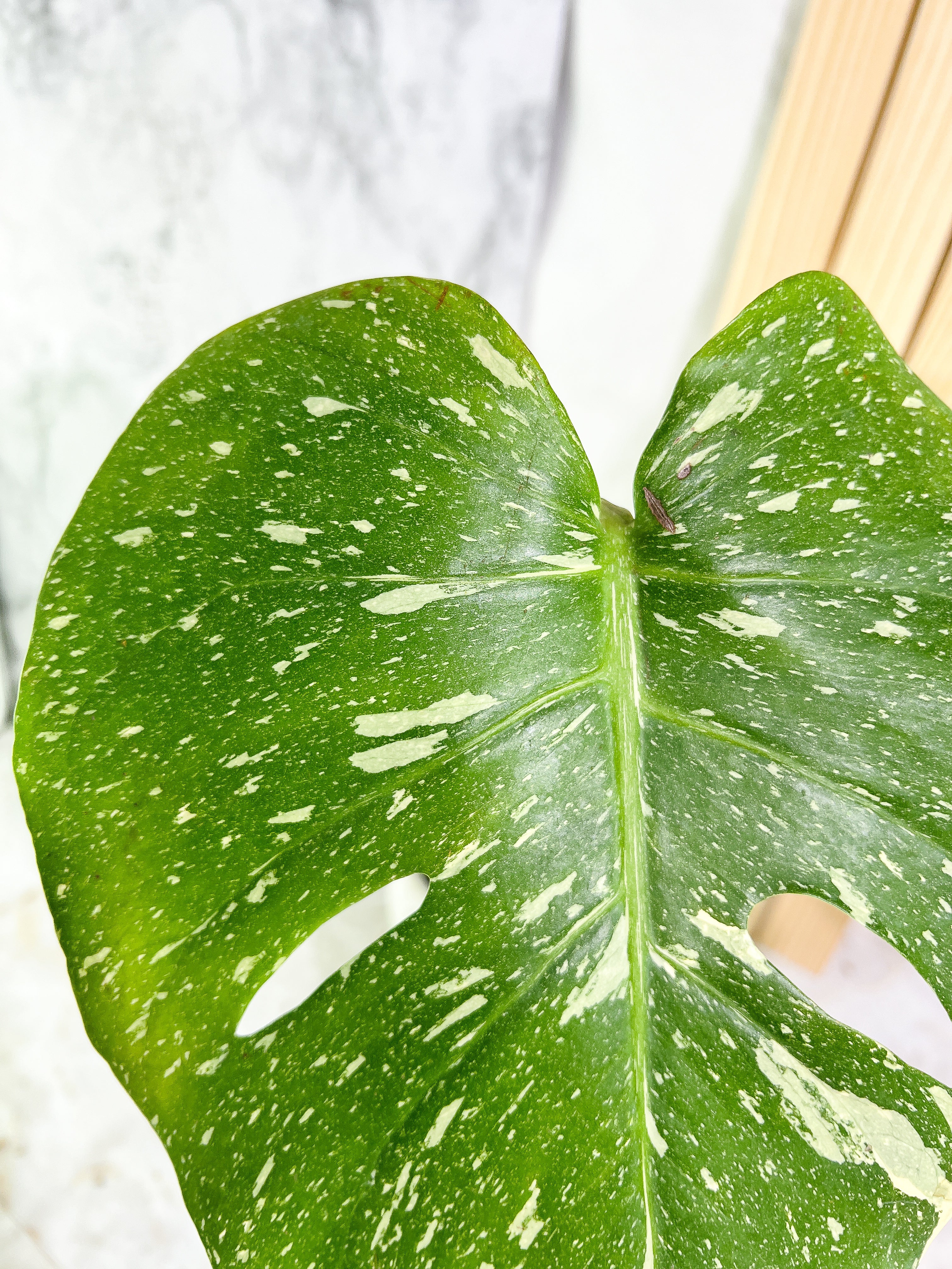 Monstera Thai Constellation  Slightly Rooted 2 leaves Highly Variegated. Top Cutting