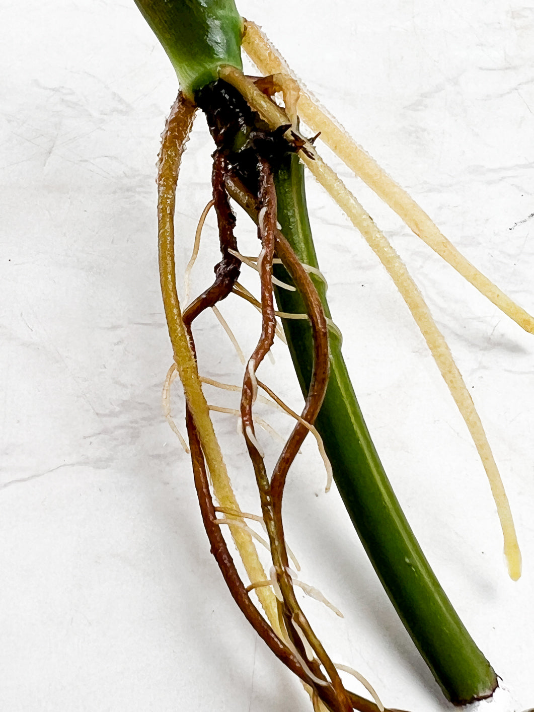Syngonium Aurea 3 leaves slightly rooted