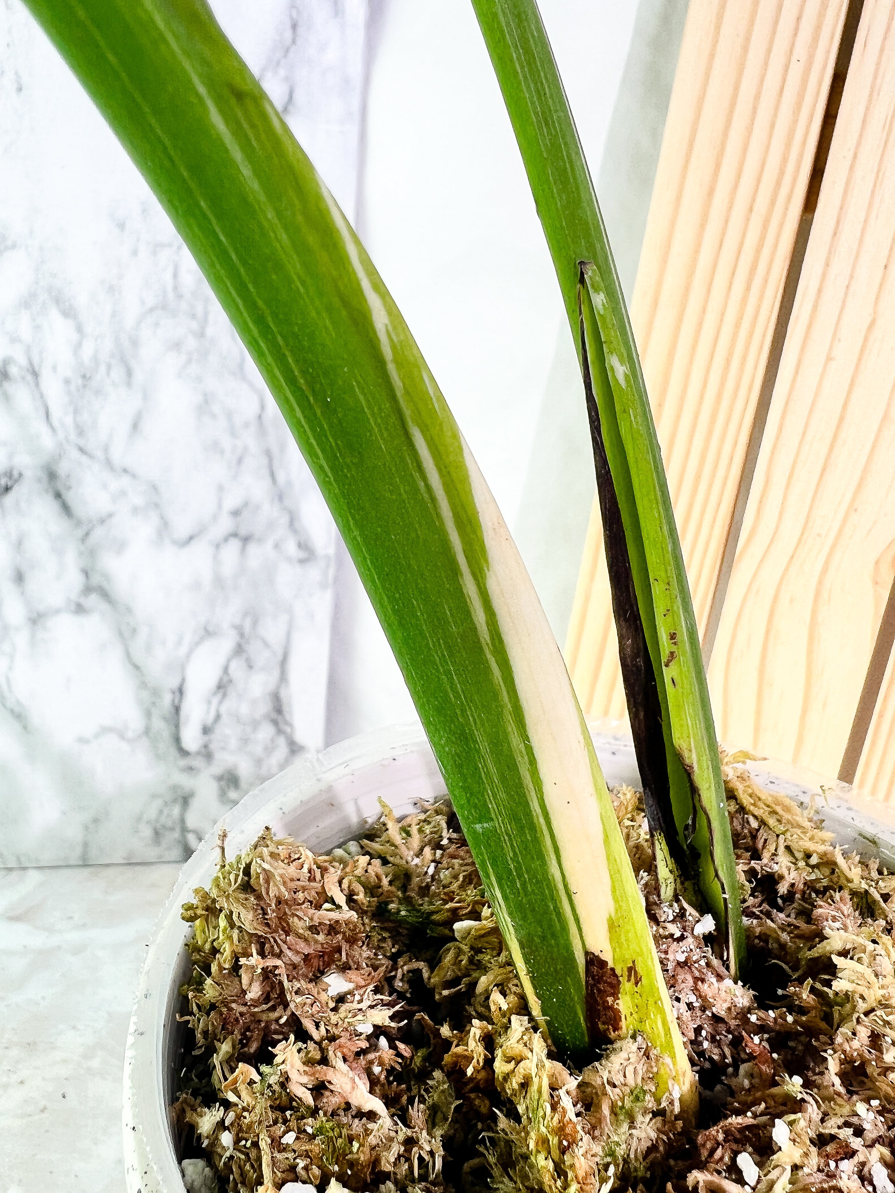 Monstera Thai Constellation  Slightly Rooted 2 leaves Highly Variegated. Top Cutting