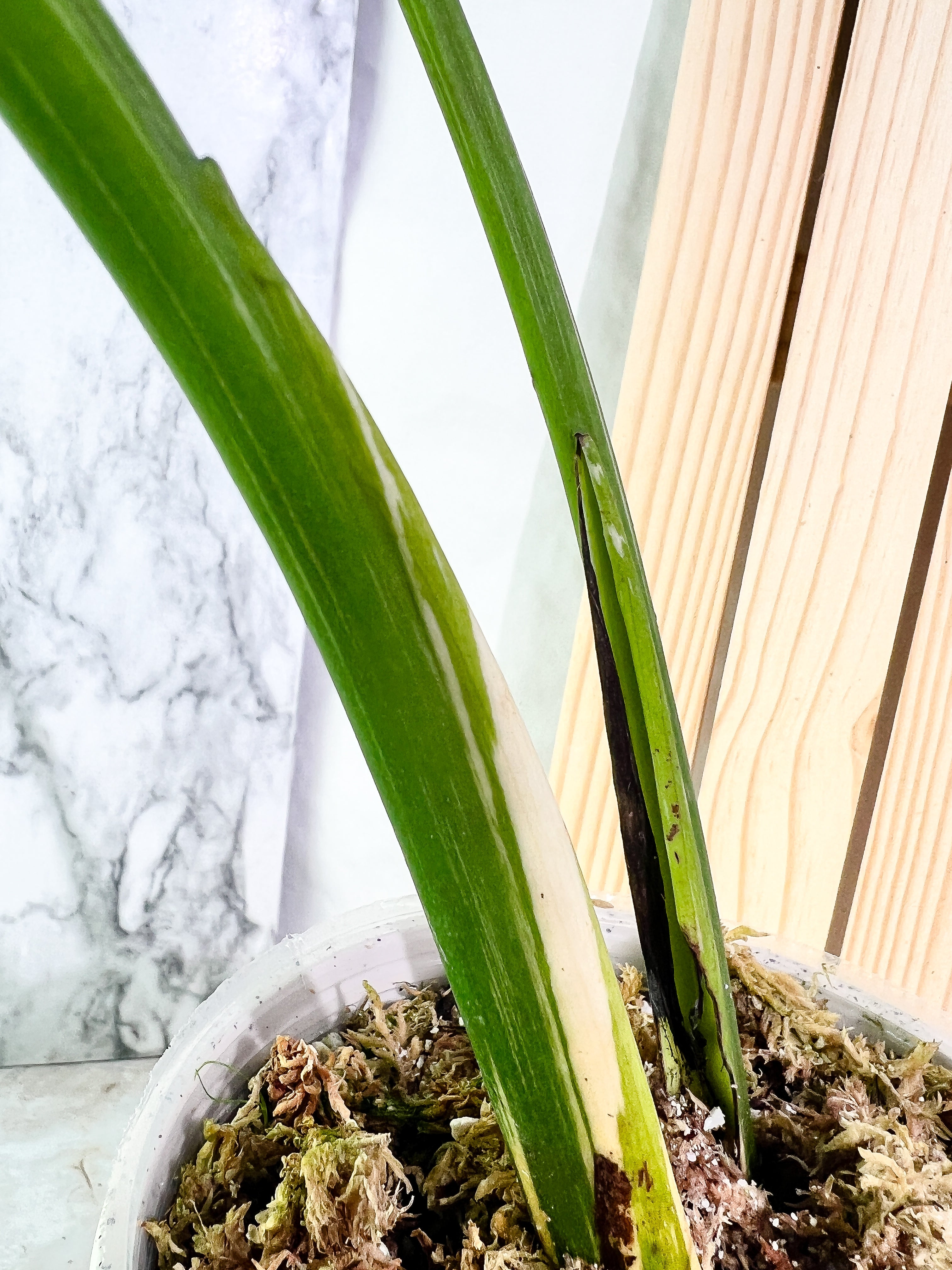 Monstera Thai Constellation  Slightly Rooted 2 leaves Highly Variegated. Top Cutting