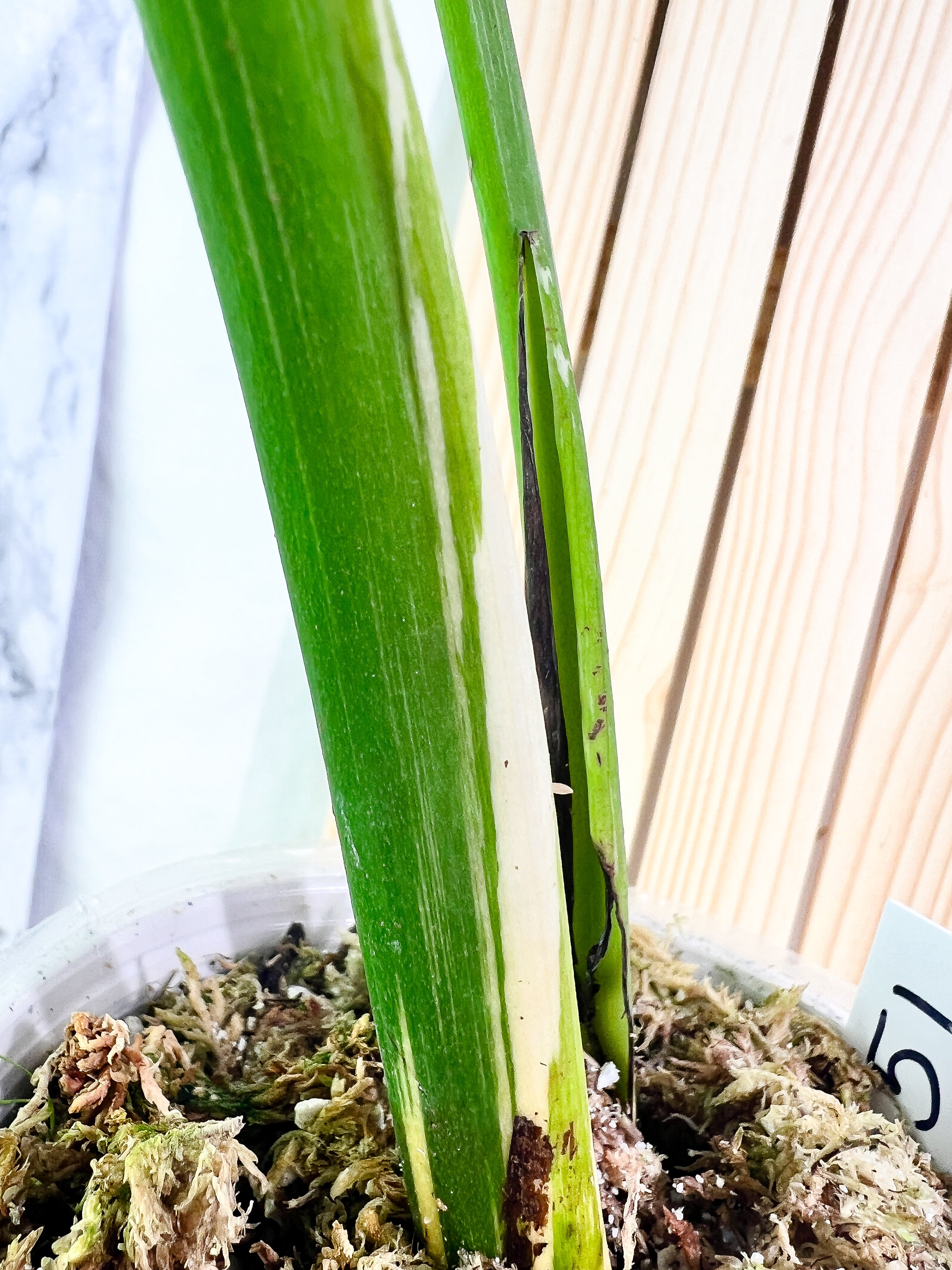 Monstera Thai Constellation  Slightly Rooted 2 leaves Highly Variegated. Top Cutting