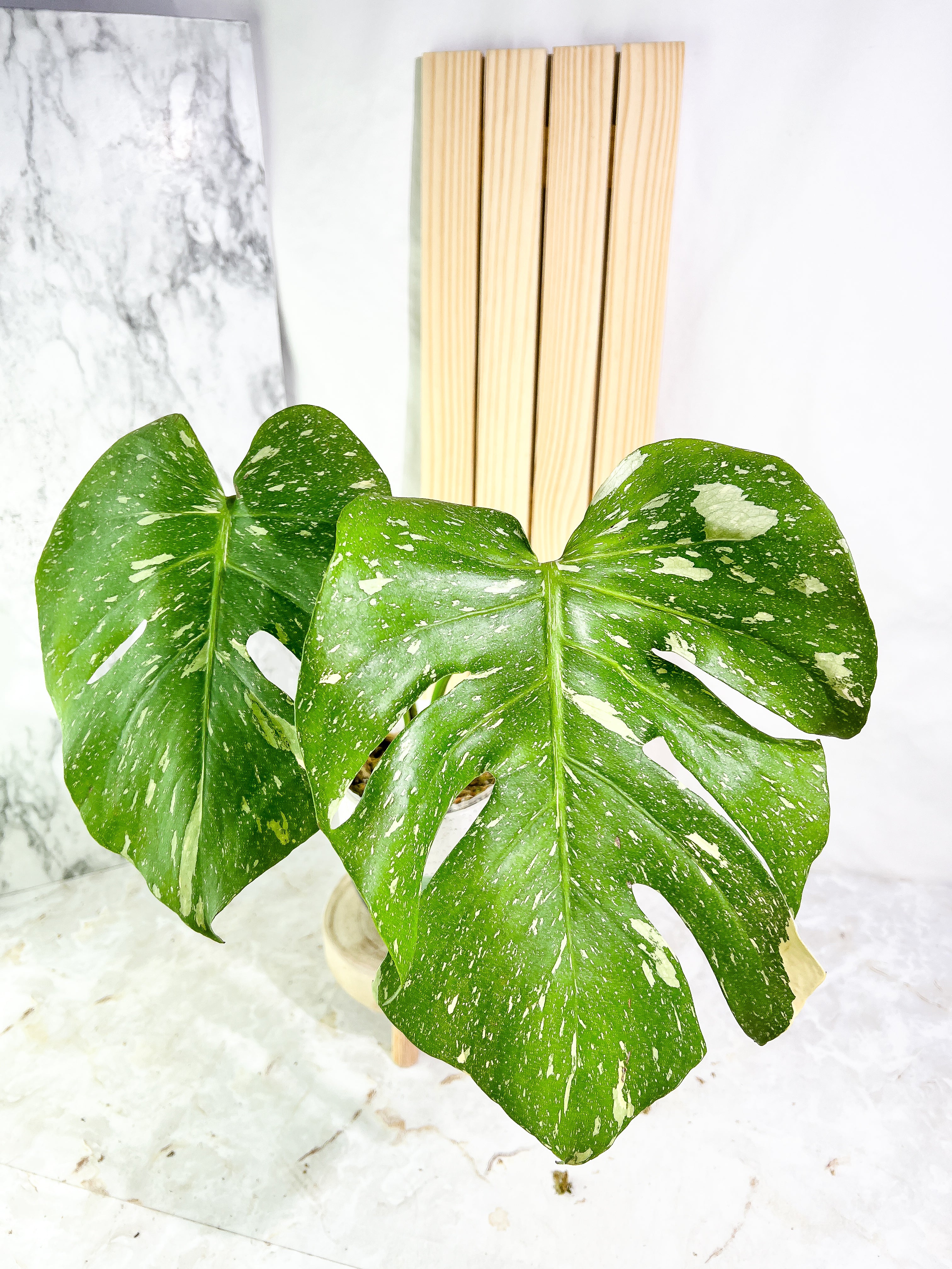 Monstera Thai Constellation  Slightly Rooted 2 leaves Highly Variegated. Top Cutting