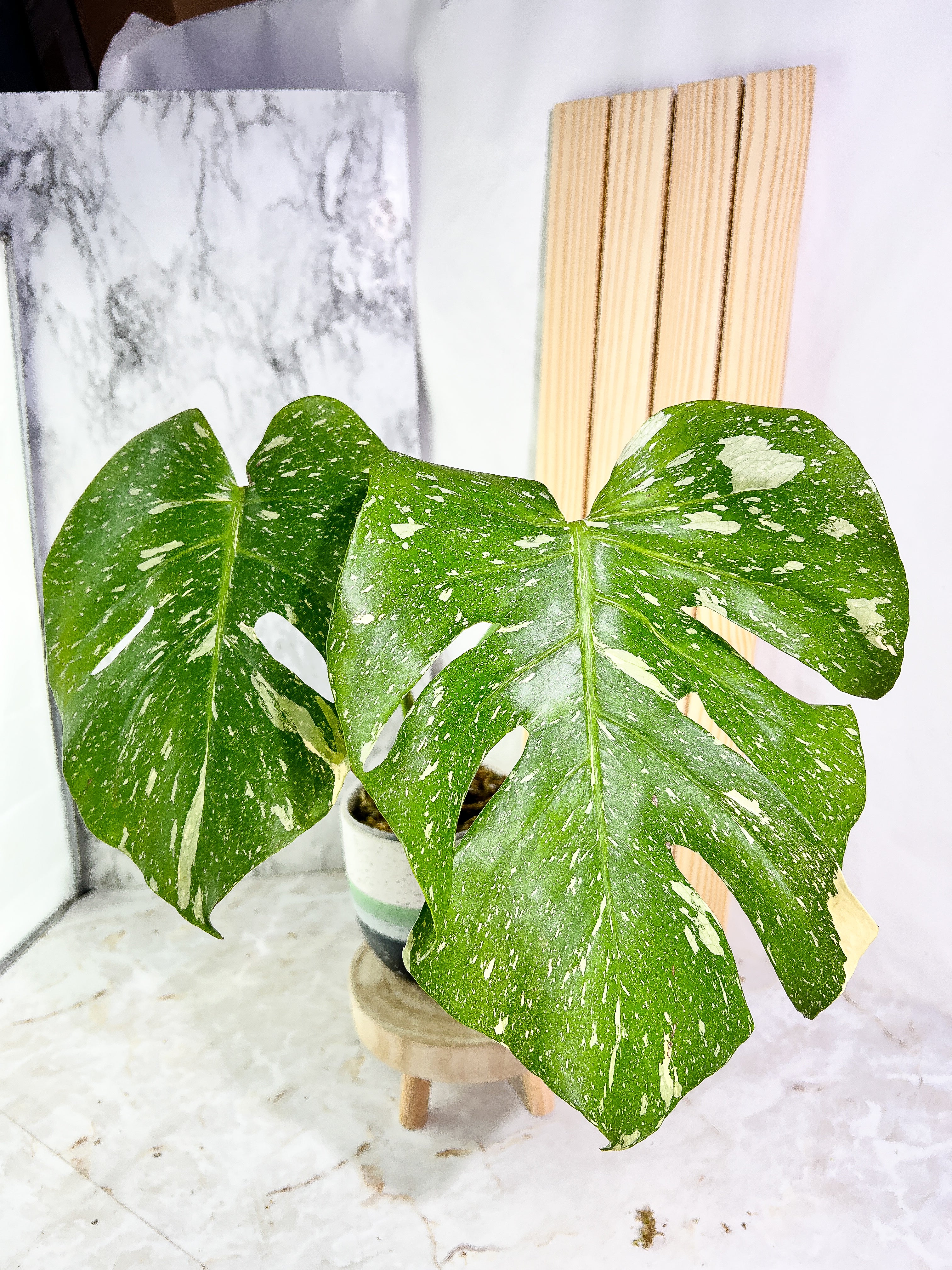 Monstera Thai Constellation  Slightly Rooted 2 leaves Highly Variegated. Top Cutting