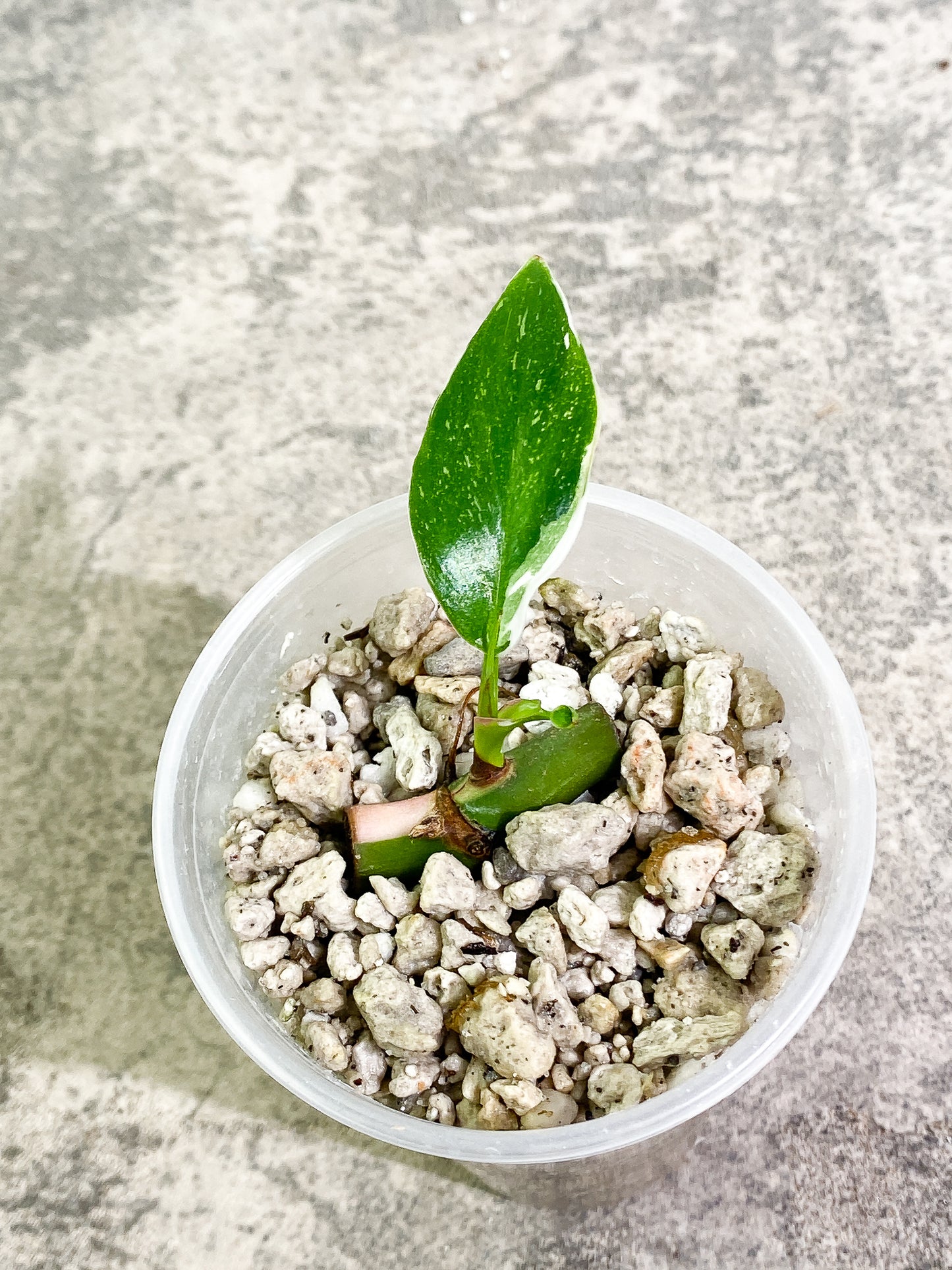 Philodendron White Princess tricolor 1 leaf unrooted node