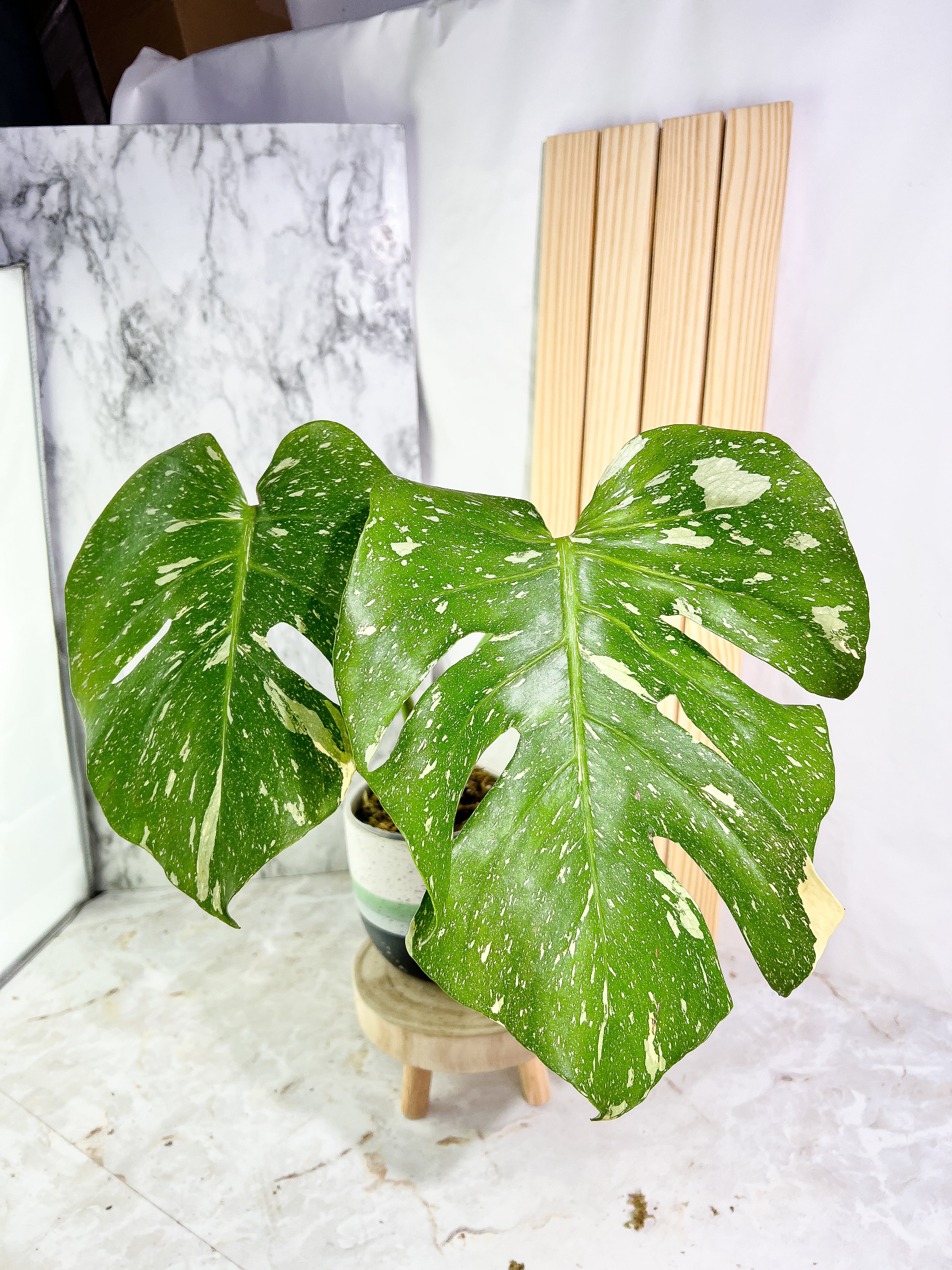 Monstera Thai Constellation  Slightly Rooted 2 leaves Highly Variegated. Top Cutting