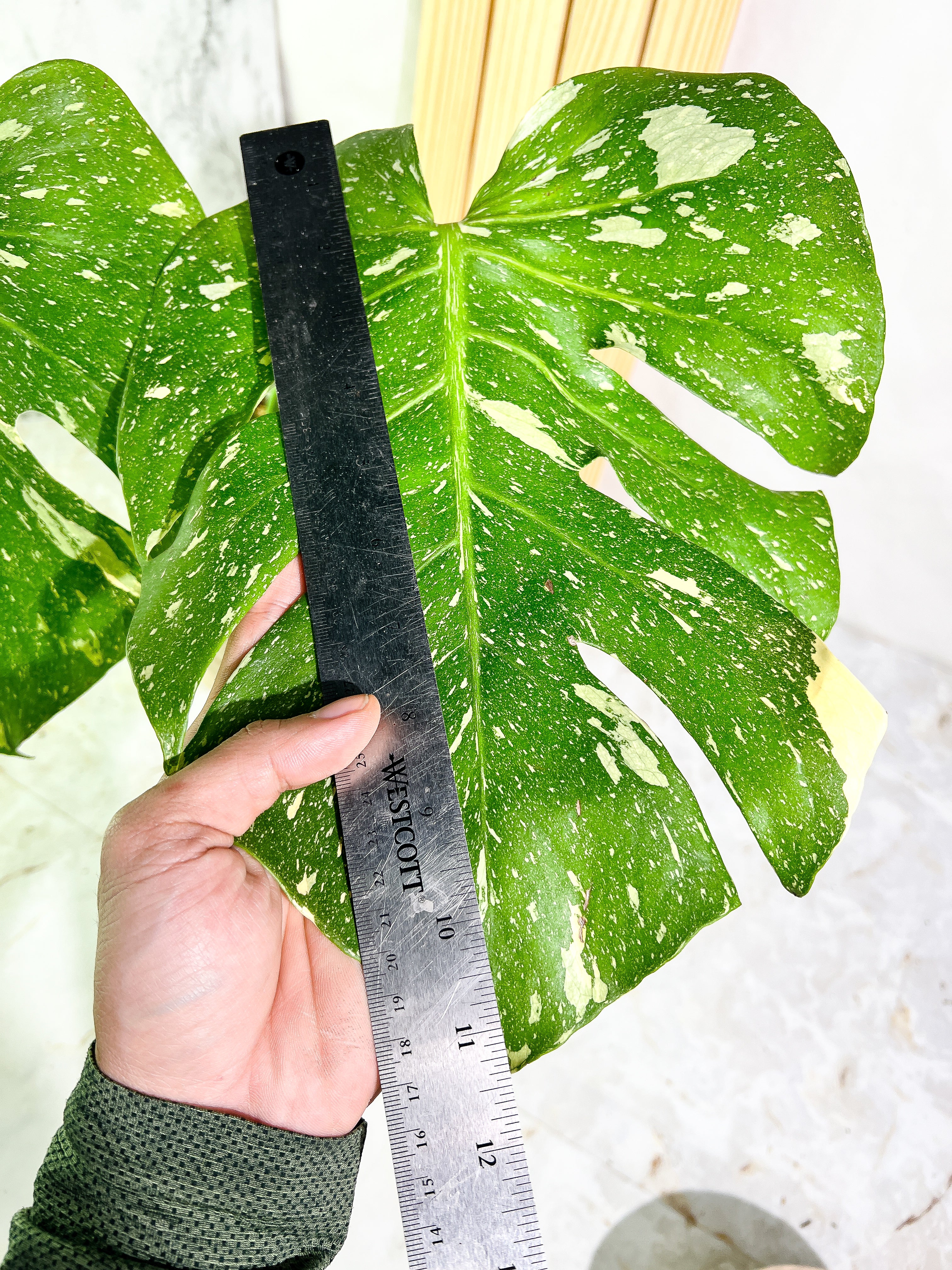 Monstera Thai Constellation  Slightly Rooted 2 leaves Highly Variegated. Top Cutting