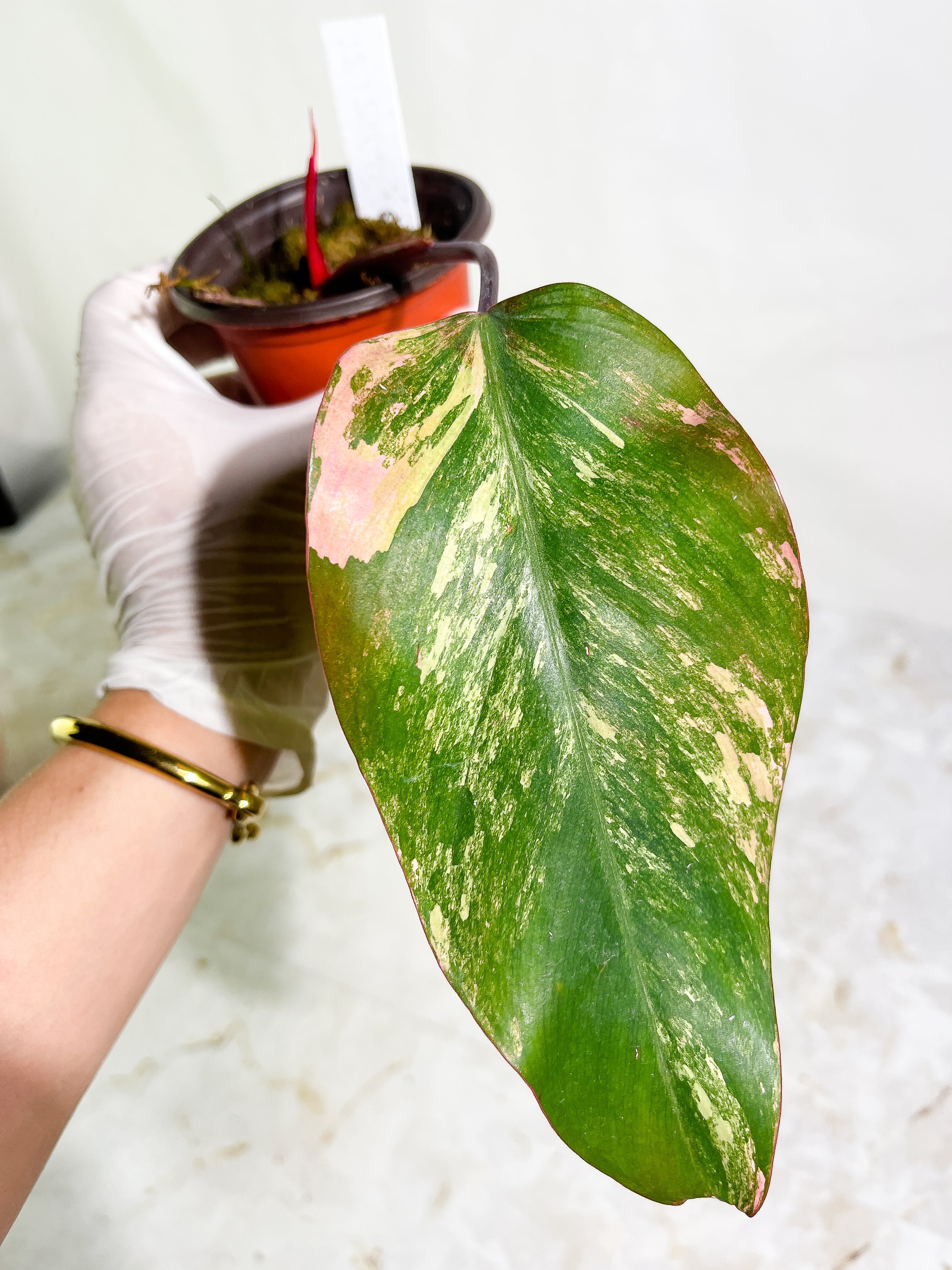 Philodendron Strawberry Shake  Rooted 1 leaf 1 sprout Highly Variegated