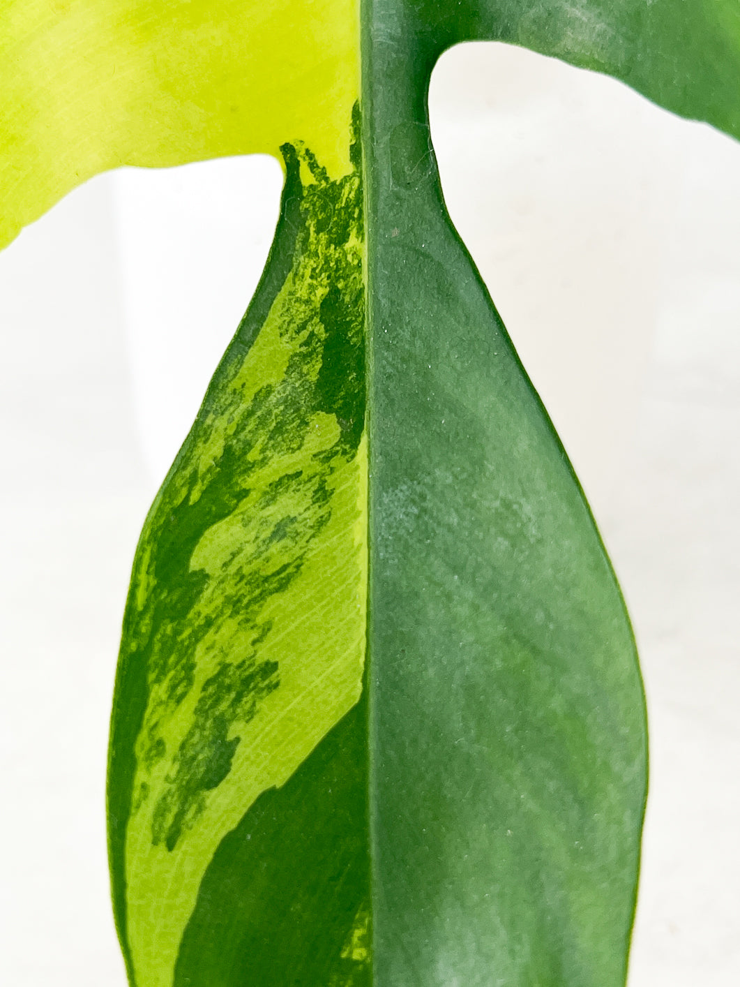 Philodendron Florida Beauty 1 leaf rooting