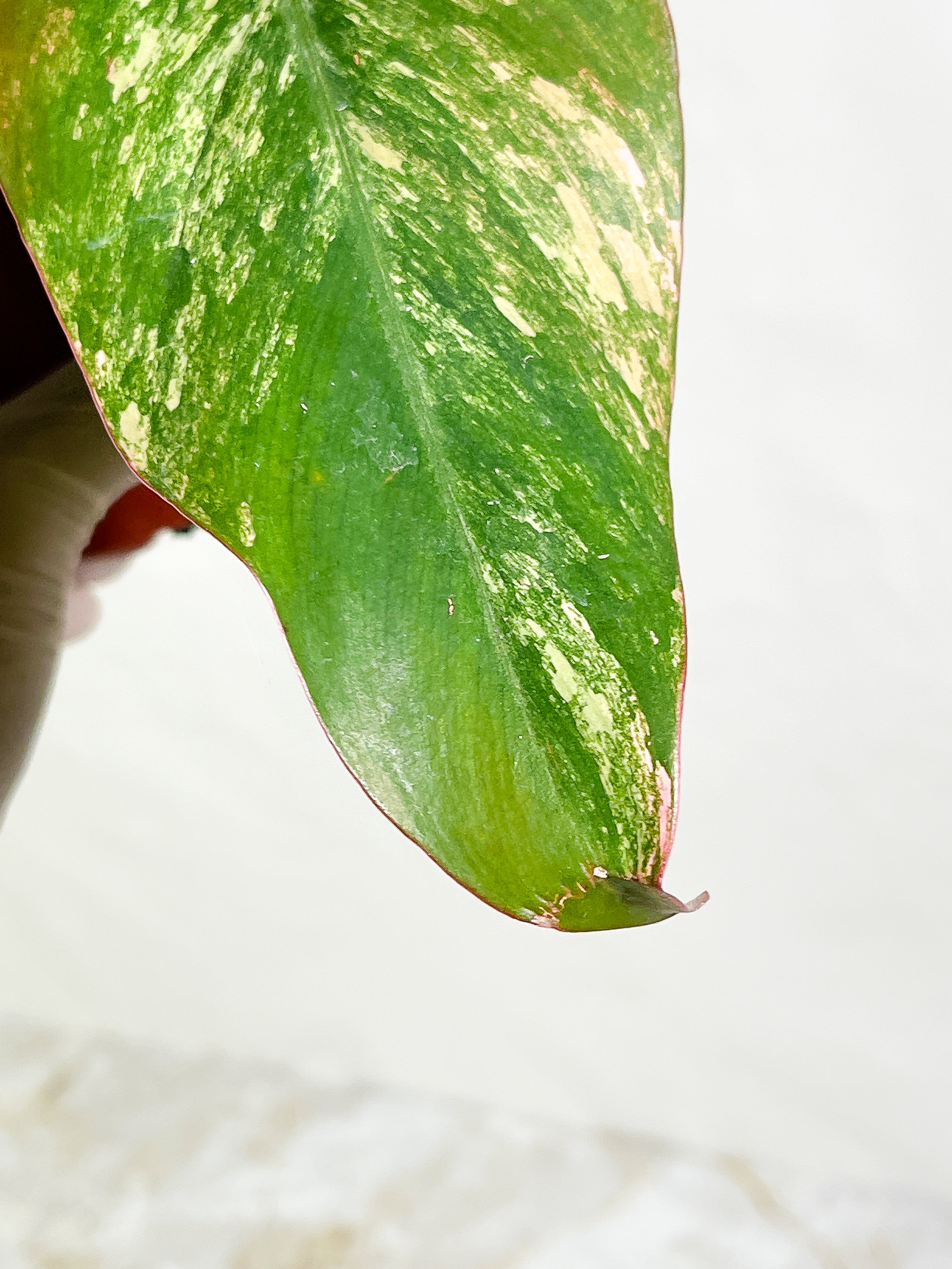 Philodendron Strawberry Shake  Rooted 1 leaf 1 sprout Highly Variegated