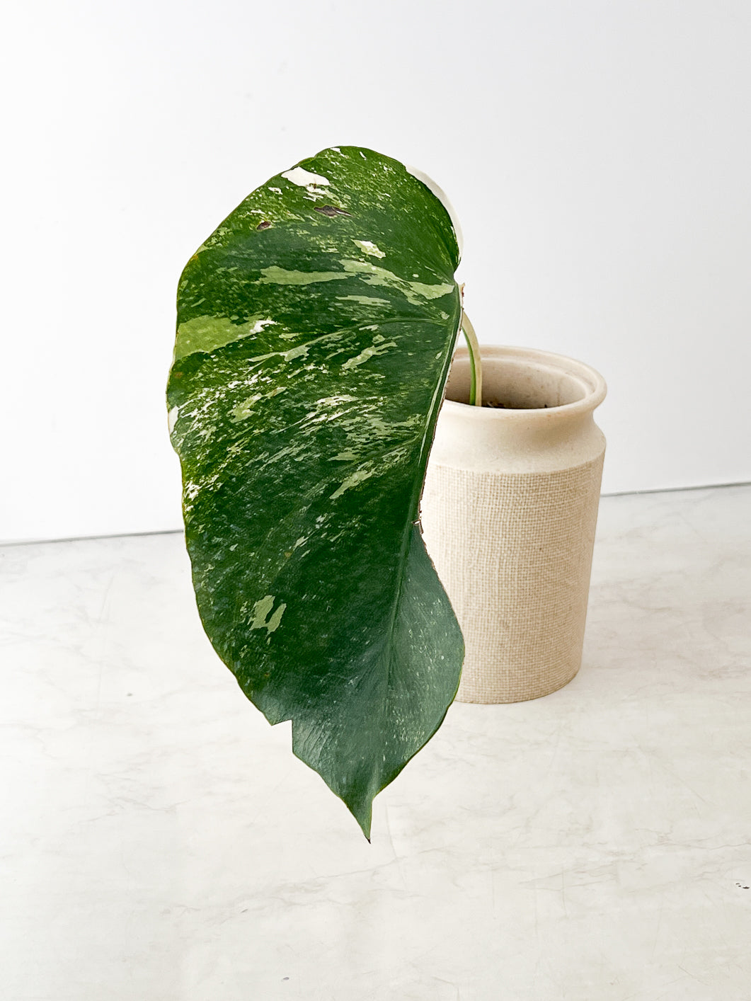 Monstera Albo White Tiger 1 leaf double node slightly rooted