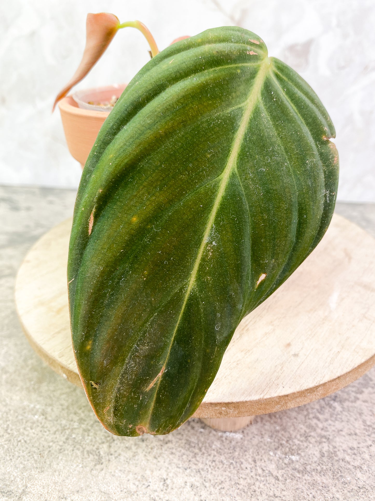 Philodendron Gigas 2 leaves slightly rooted