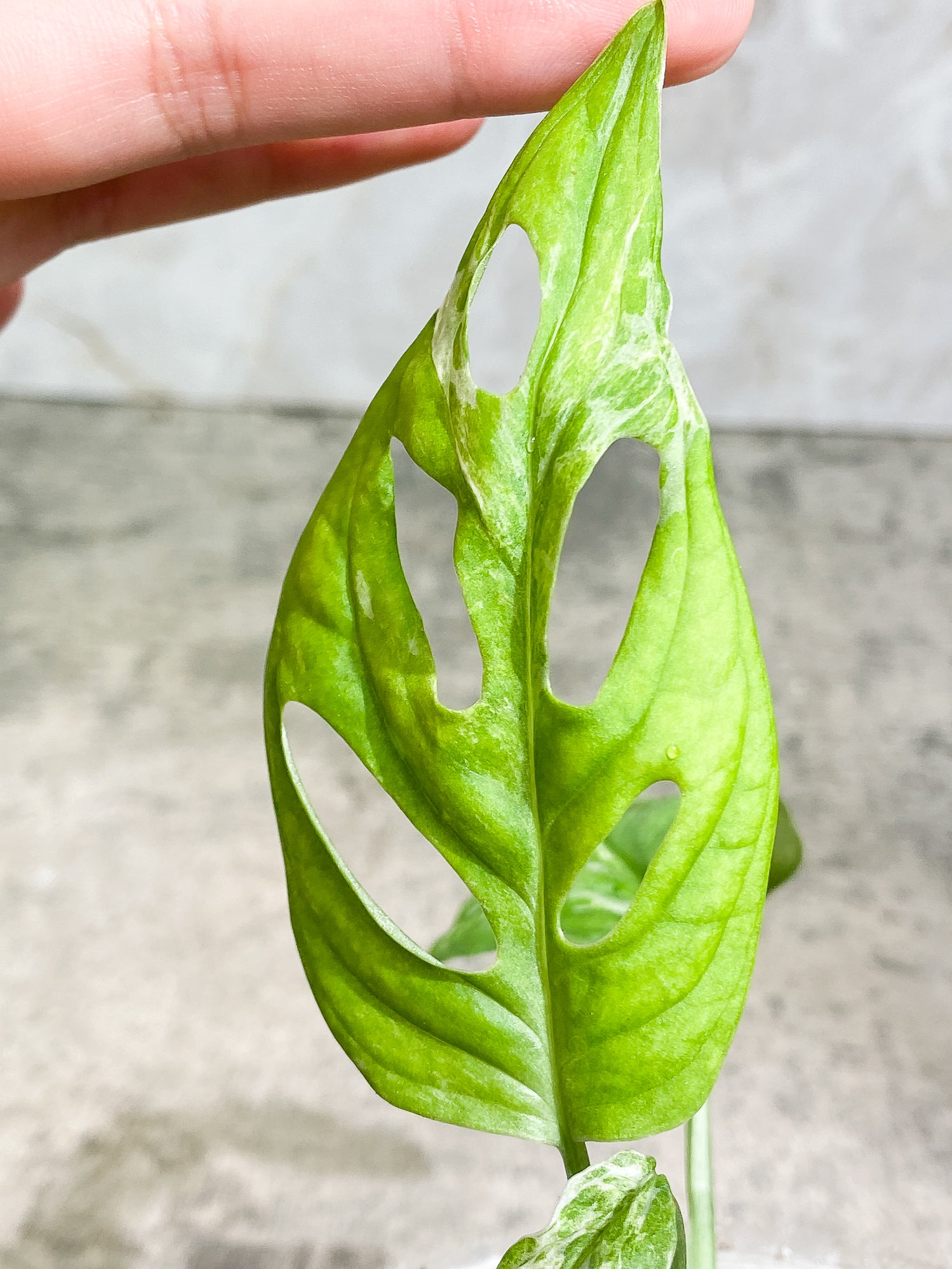 Sale Variegated monstera adonsonii mint Rooted plant