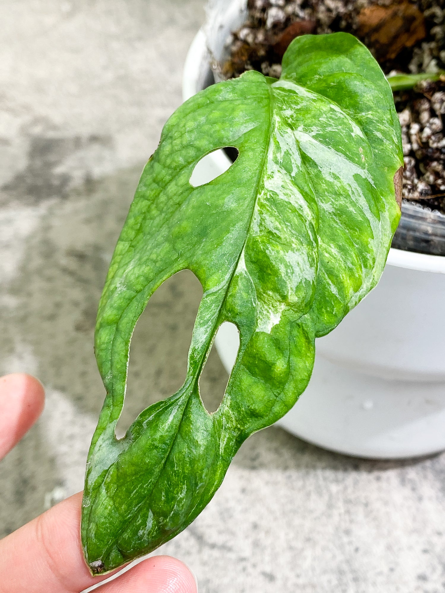 Variegated shops Adansonii Mint - ROOTED