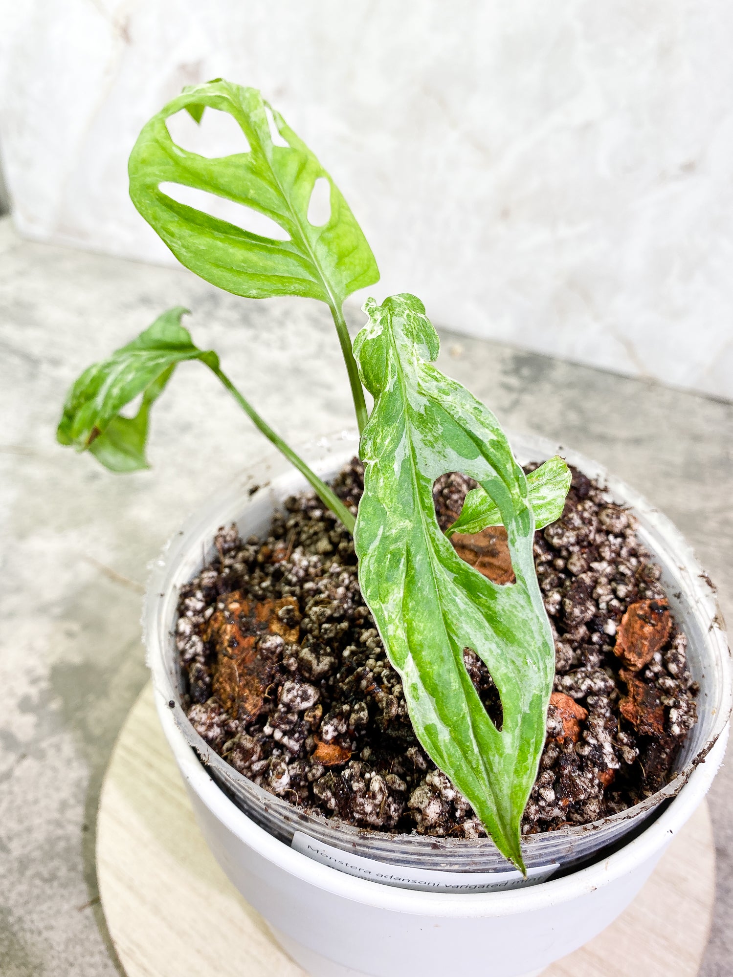 Monstera Mint Adansonii full rooted shops plant