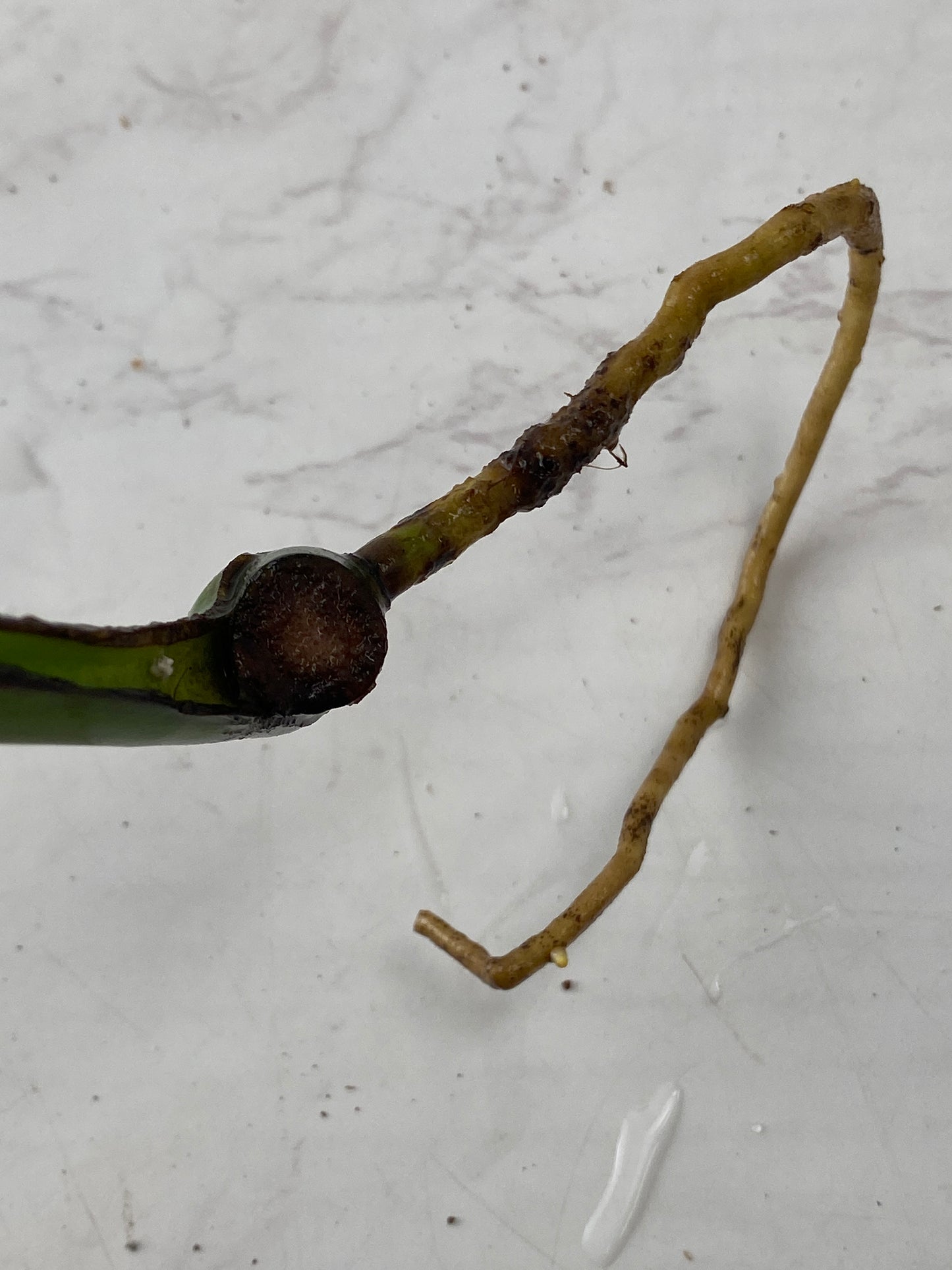Monstera Burle Marx Flame 1 leaf 1 growing bud rooting