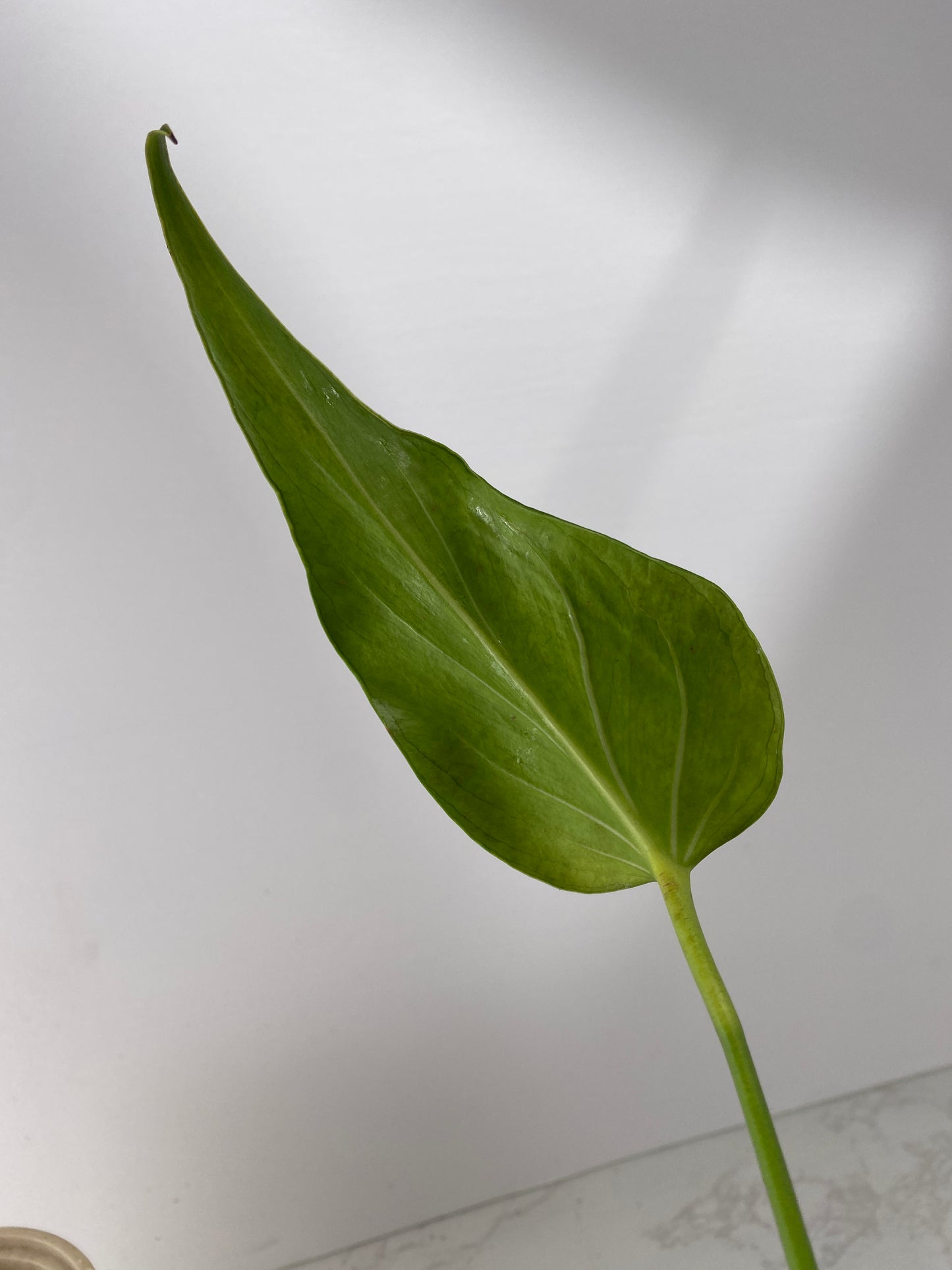 Monstera Burle Marx Flame 1 leaf 1 growing bud rooting