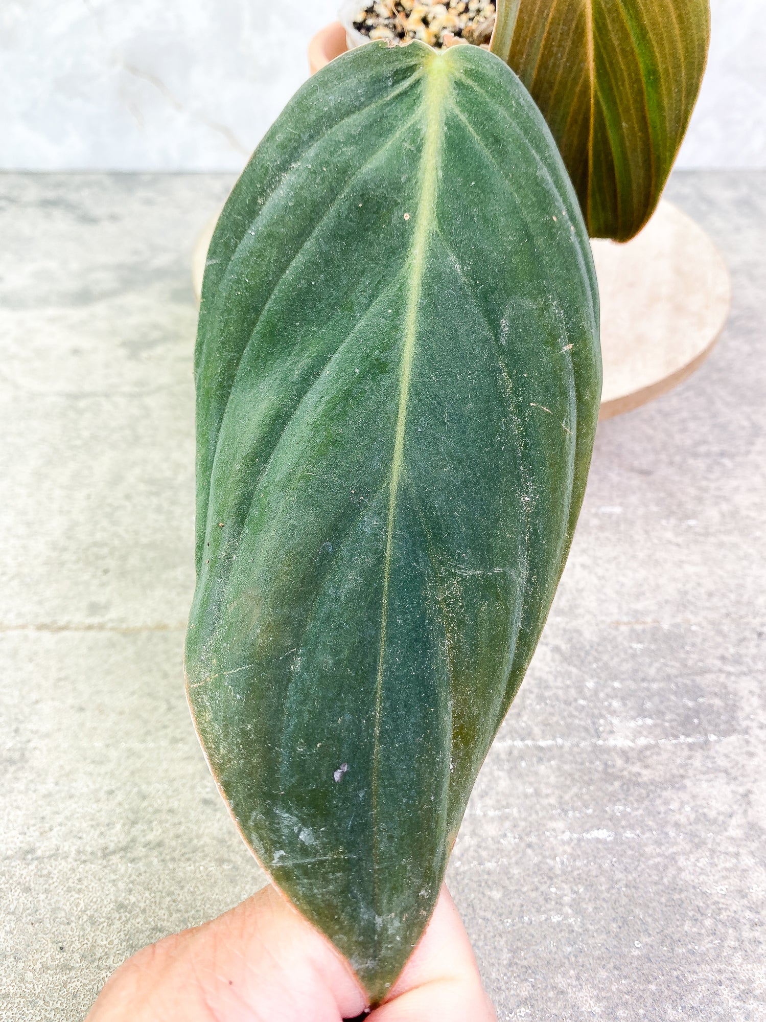 Philodendron Gigas 2 leaves 1 sprout slightly rooted