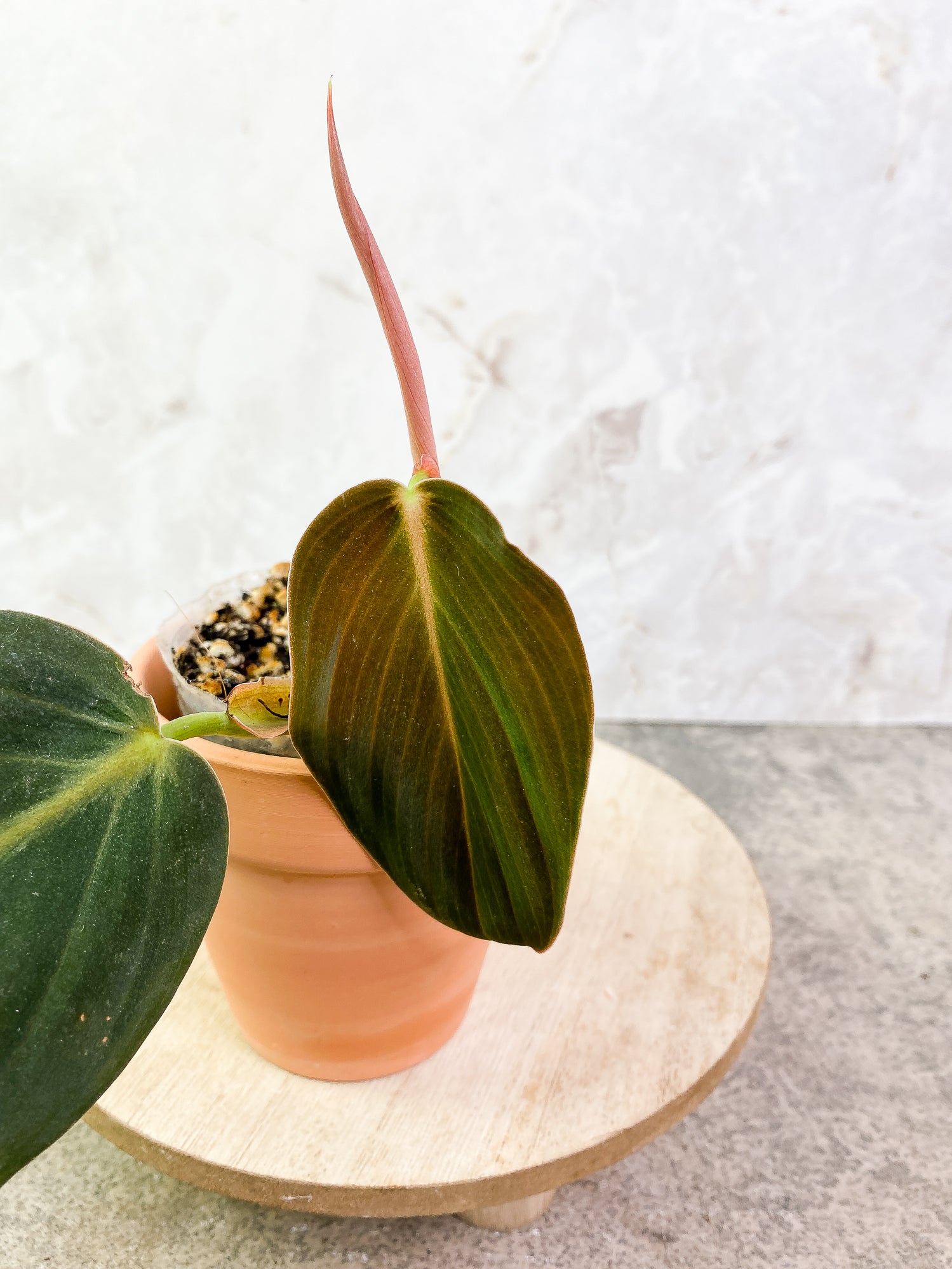 Philodendron Gigas 2 leaves 1 sprout slightly rooted