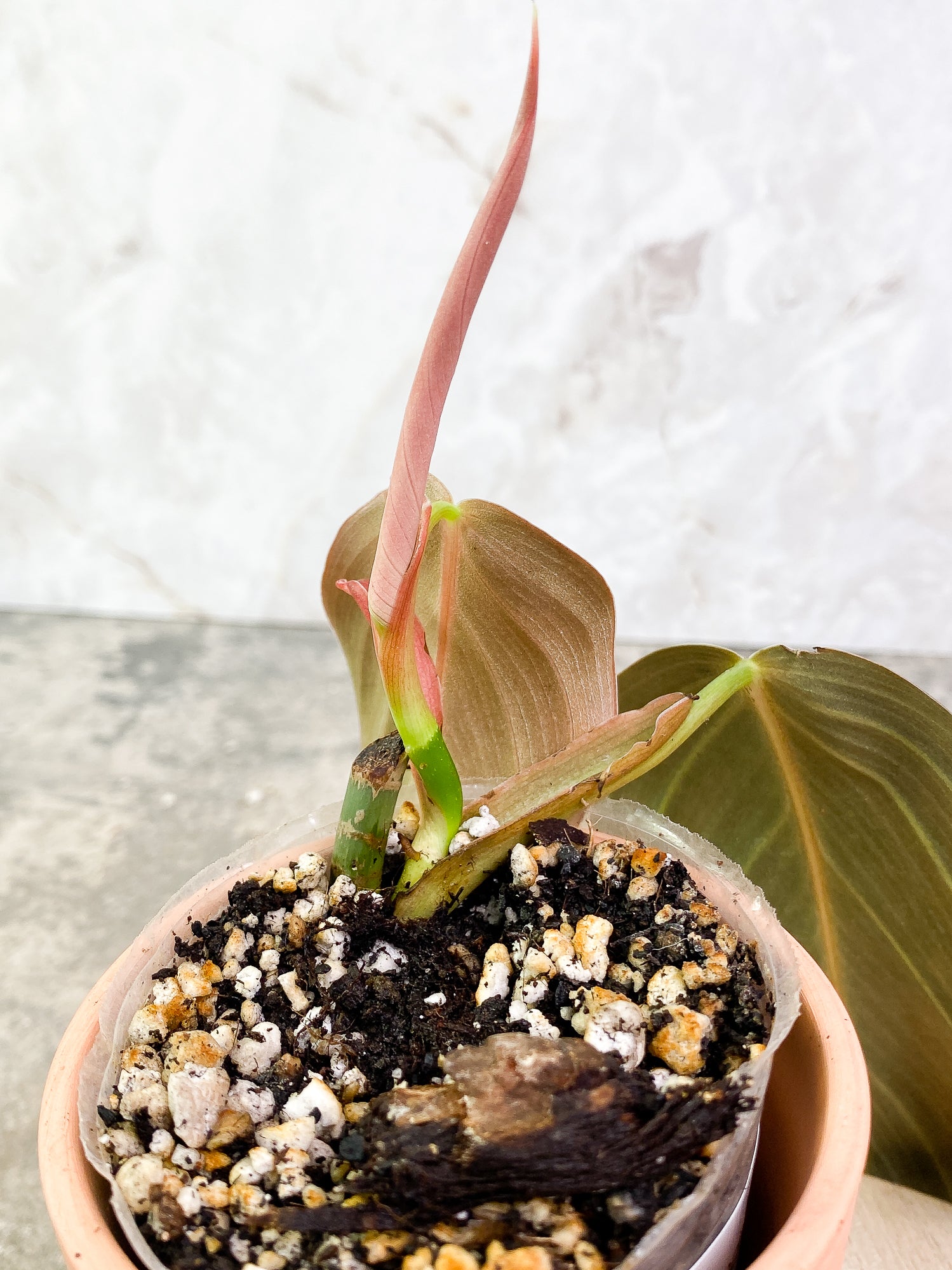 Philodendron Gigas 2 leaves 1 sprout slightly rooted