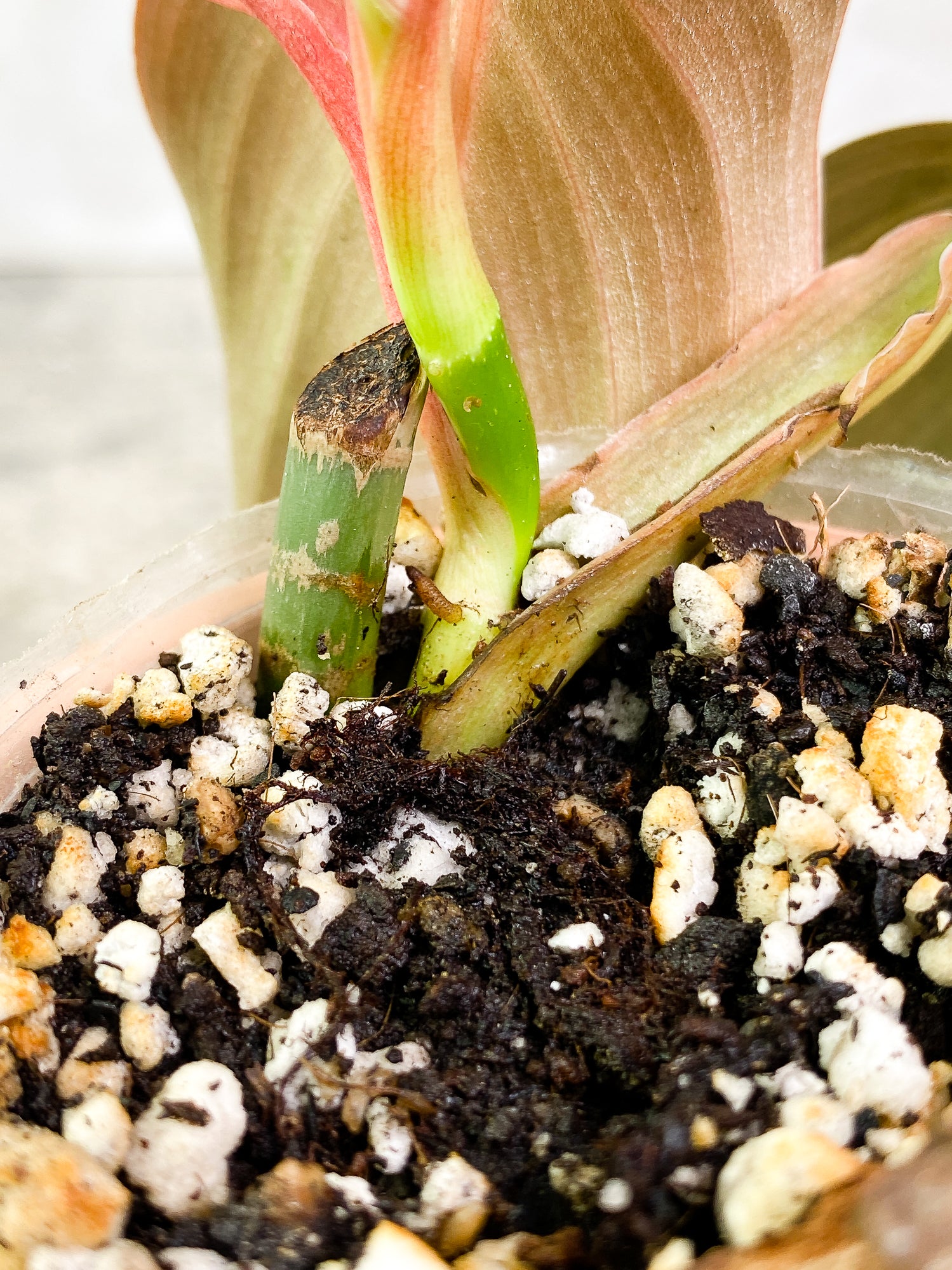 Philodendron Gigas 2 leaves 1 sprout slightly rooted