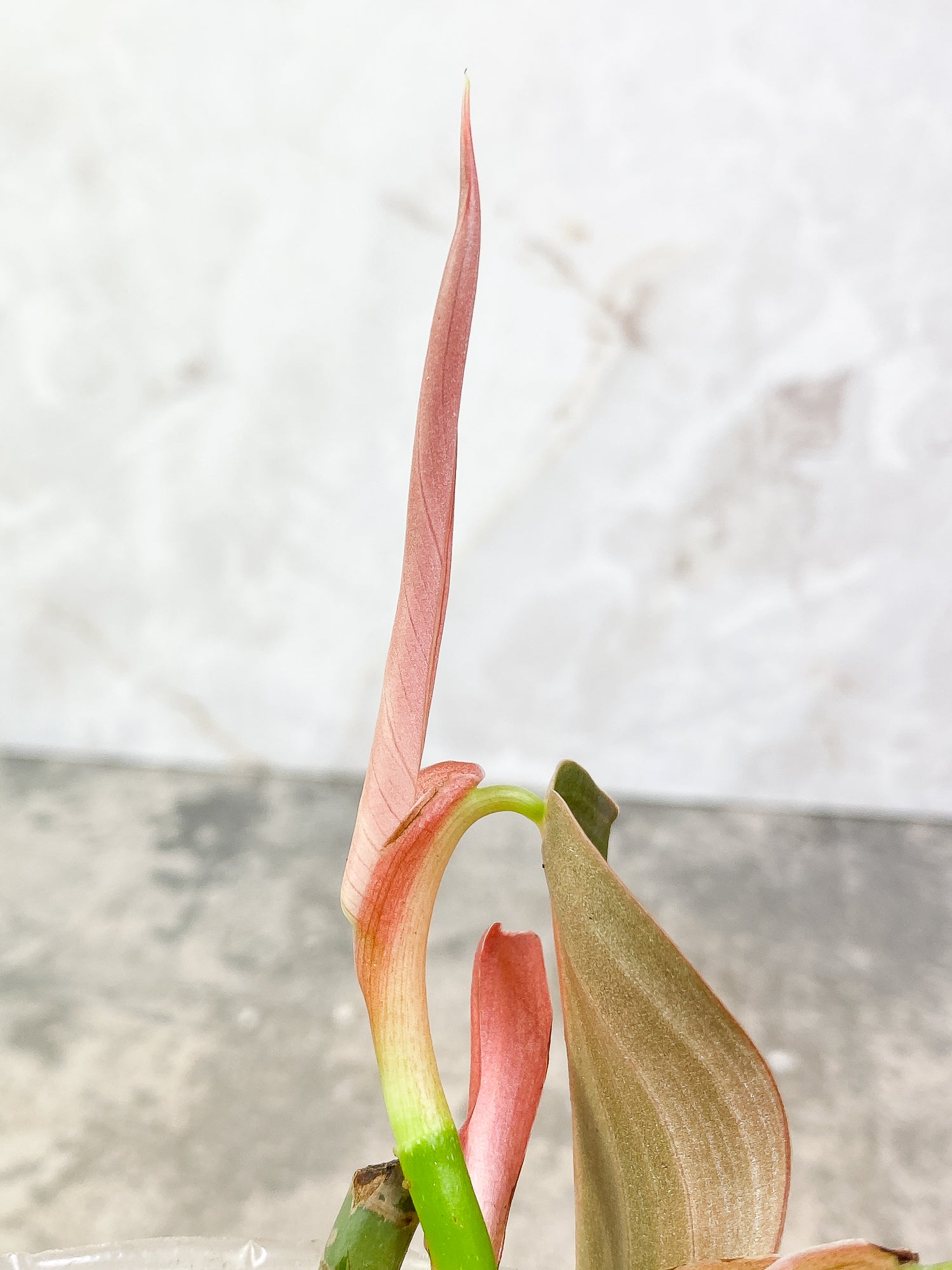 Philodendron Gigas 2 leaves 1 sprout slightly rooted