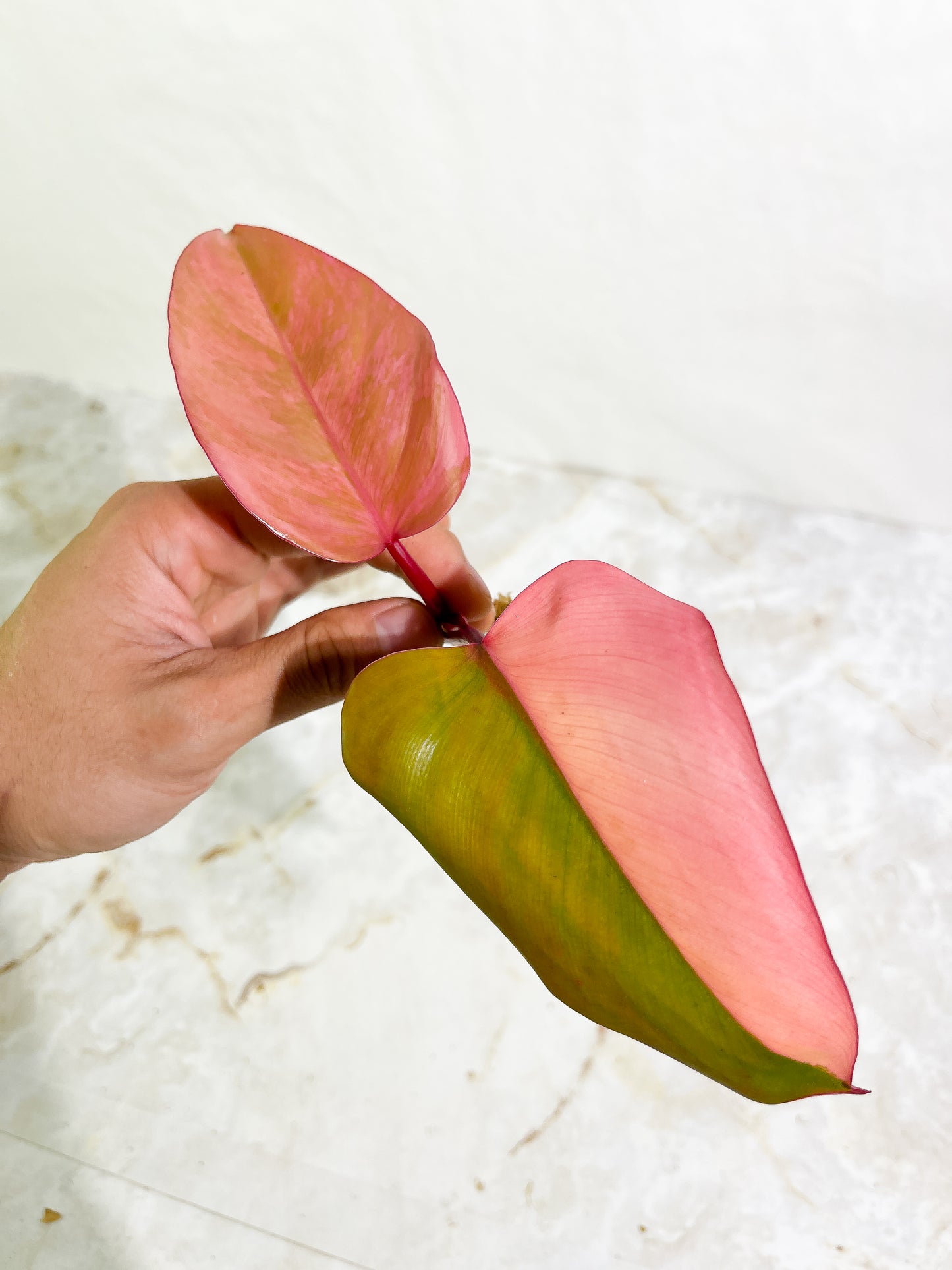Philodendron Strawberry Shake 2 leaves Top Cutting