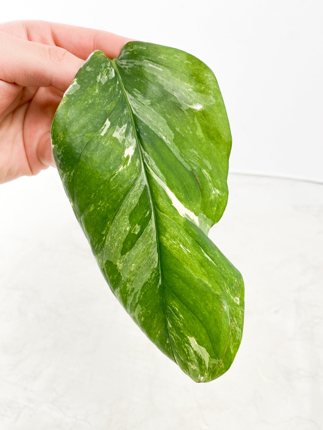Monstera Lechleriana Variegated 1 leaf