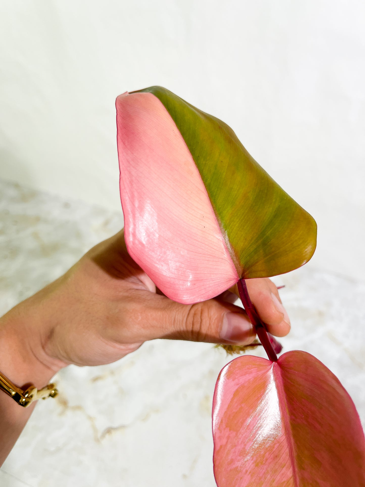 Philodendron Strawberry Shake 2 leaves Top Cutting