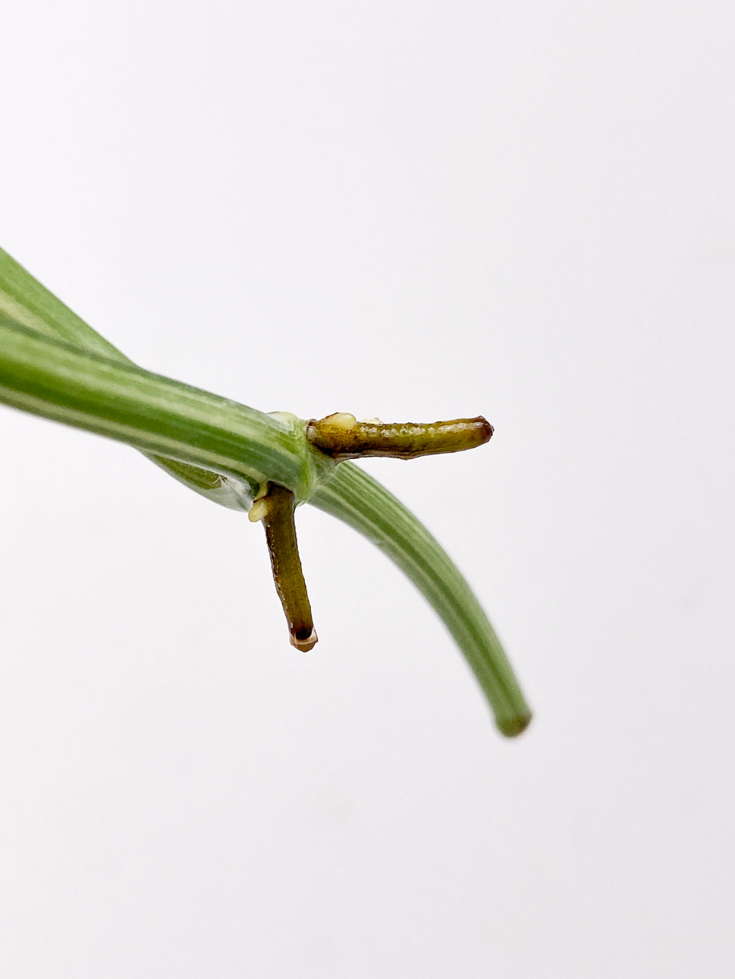 Monstera Lechleriana Variegated 1 leaf