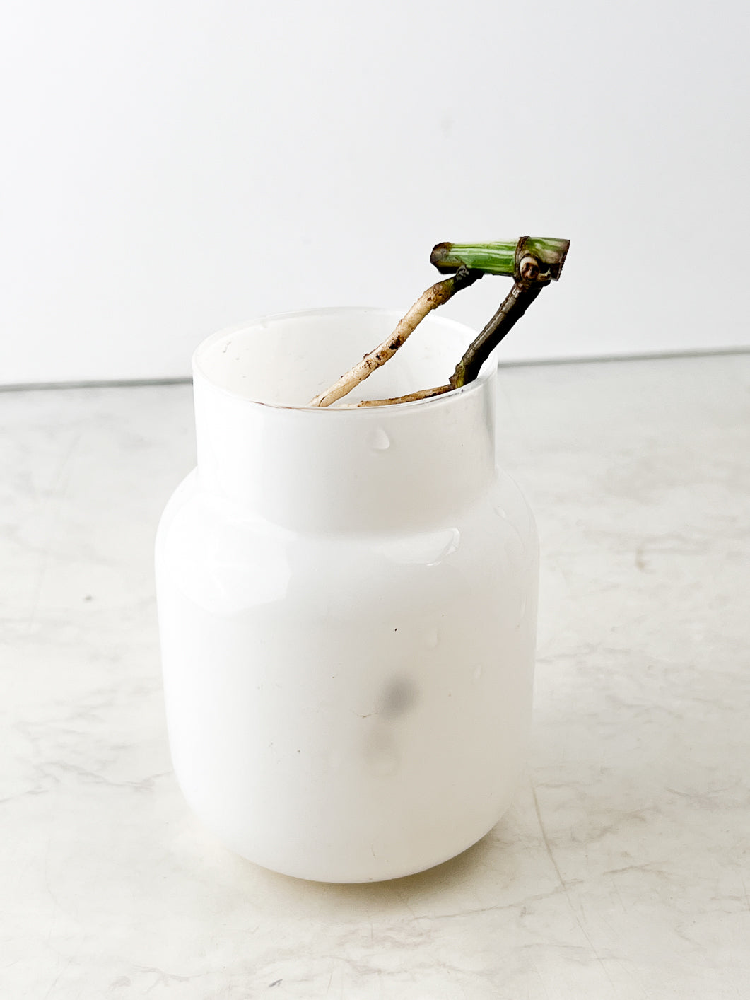 Monstera Albo White Tiger slightly rooted node