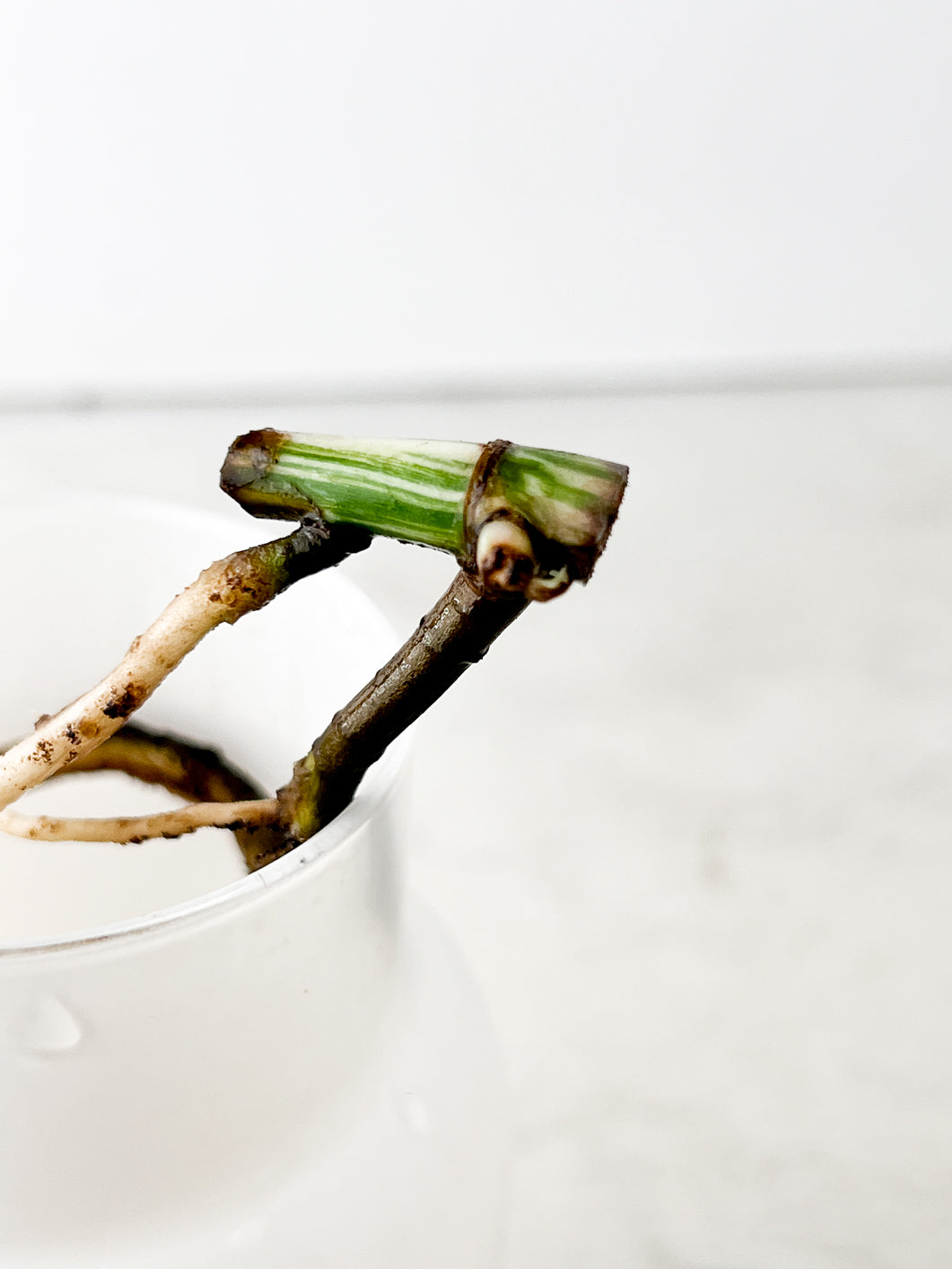 Monstera Albo White Tiger slightly rooted node