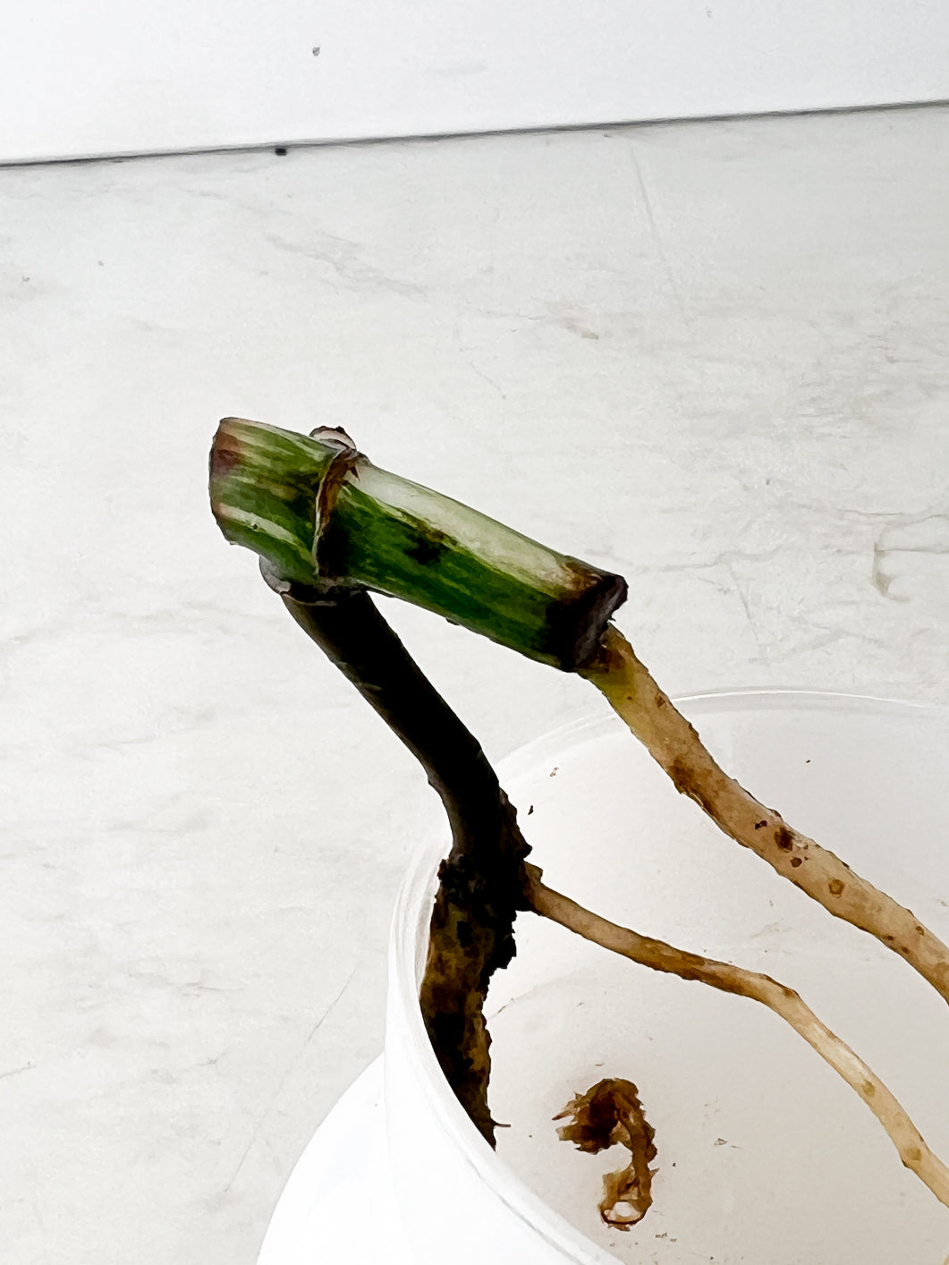 Monstera Albo White Tiger slightly rooted node