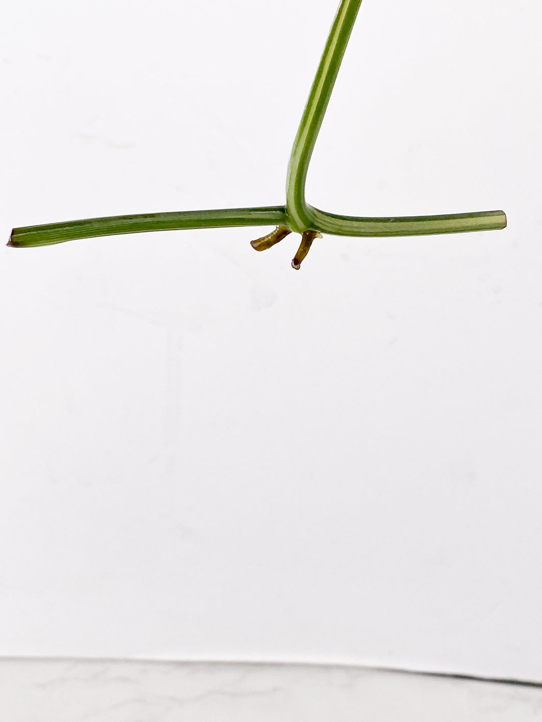 Monstera Lechleriana Variegated 1 leaf