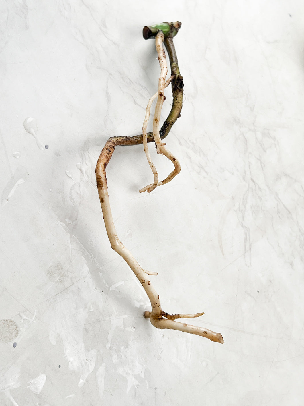 Monstera Albo White Tiger slightly rooted node