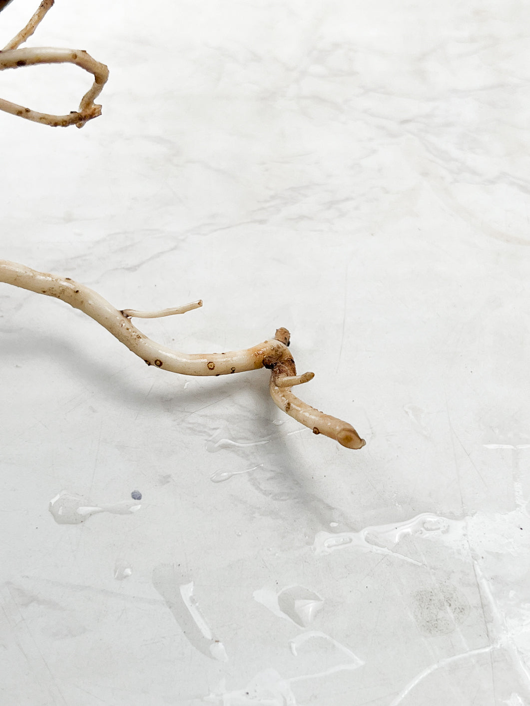 Monstera Albo White Tiger slightly rooted node