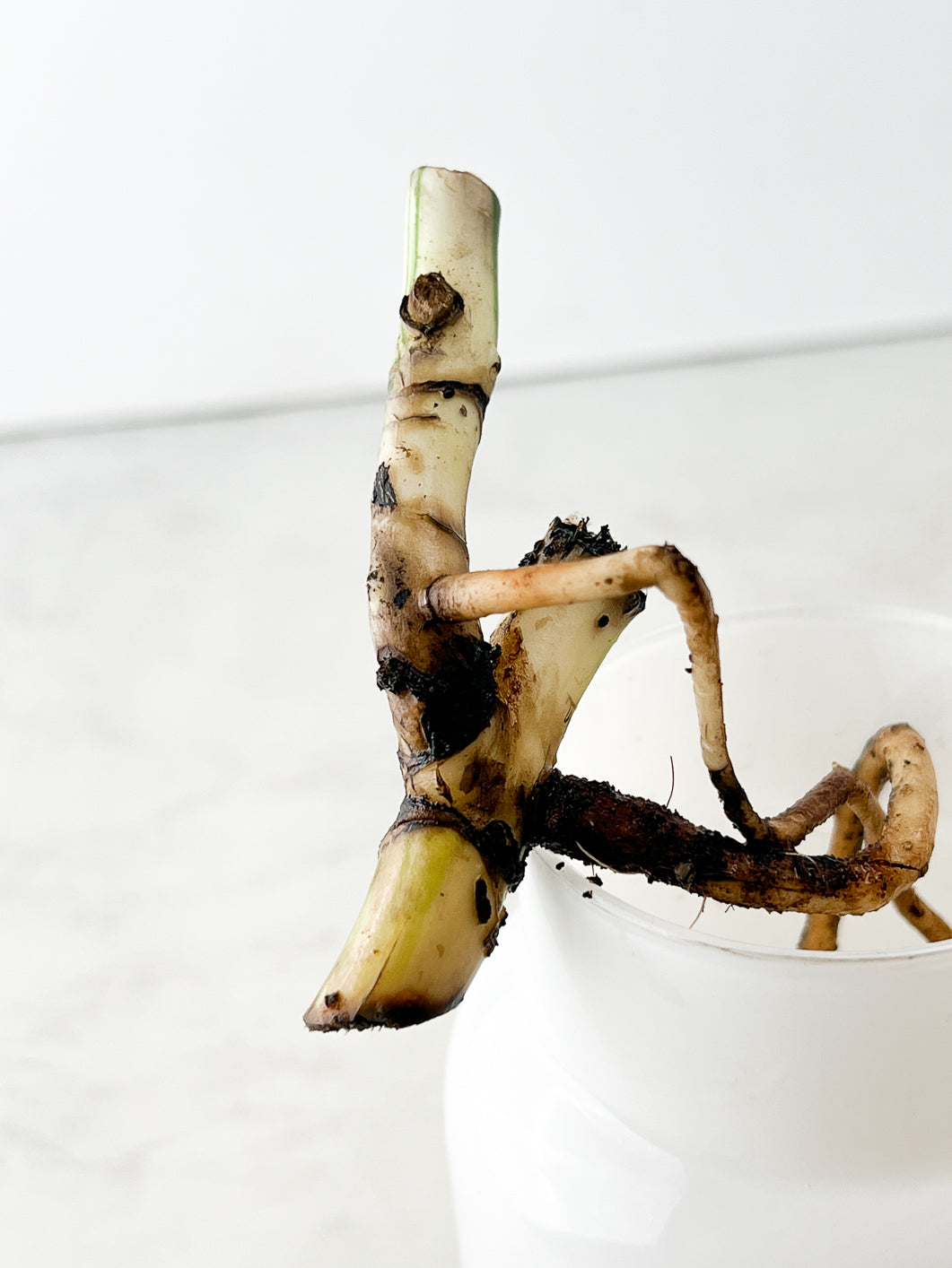 Monstera Albo White Tiger double node rooting