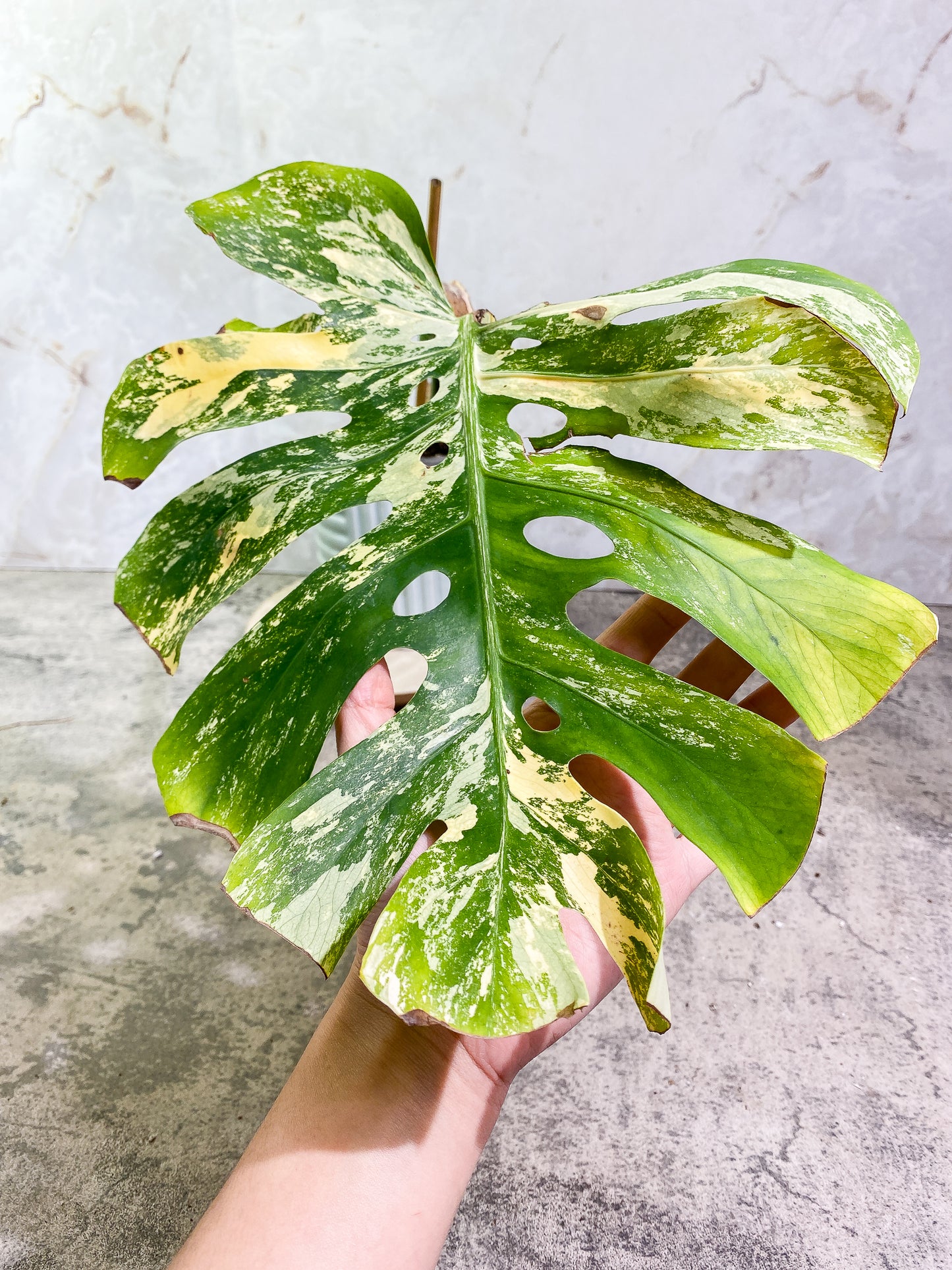 Unicorn: Monstera Aurea Large Form Rooted 1 leaf 2 sprouts