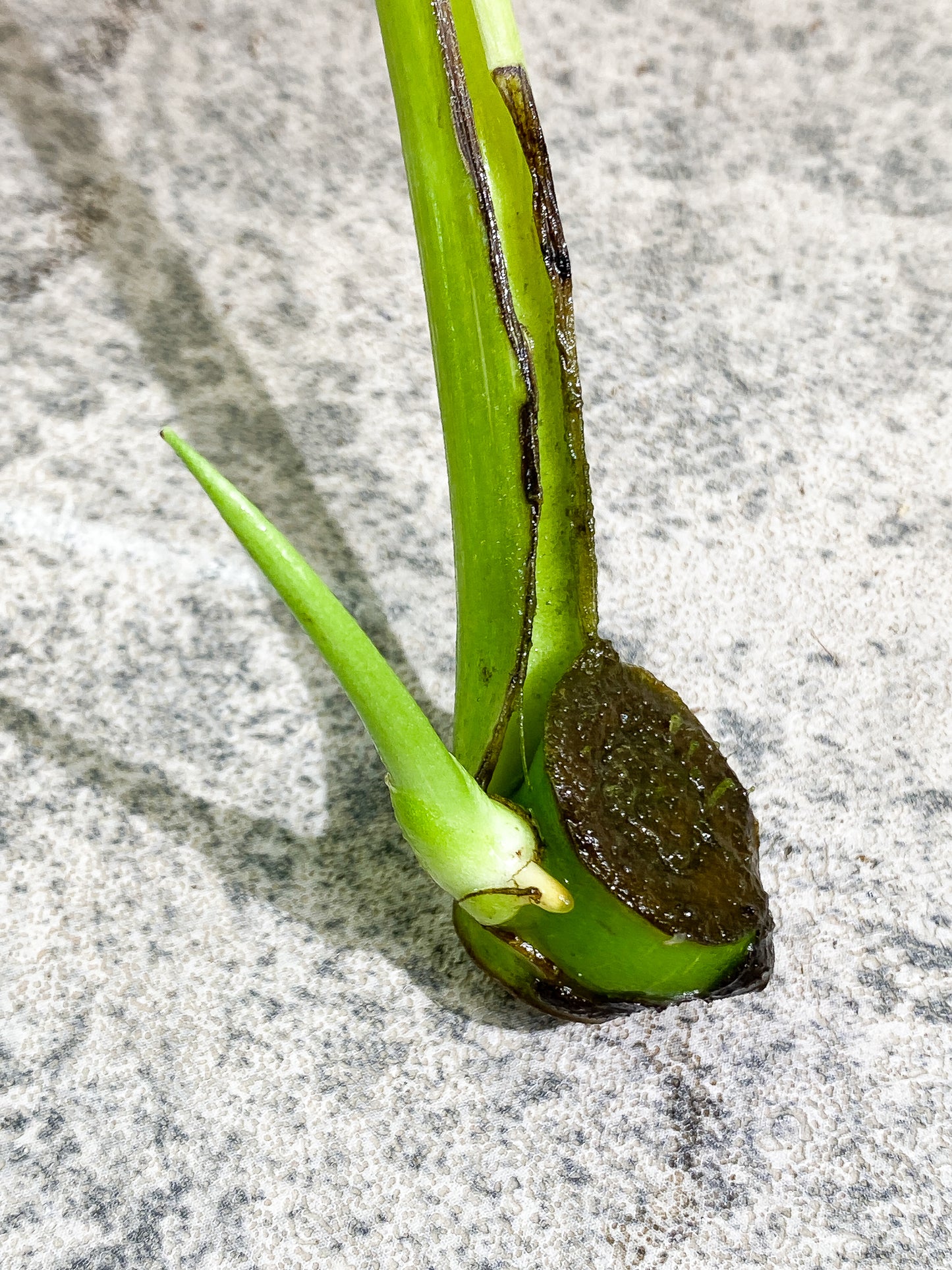 Monstera thai constellation Rooting sprout