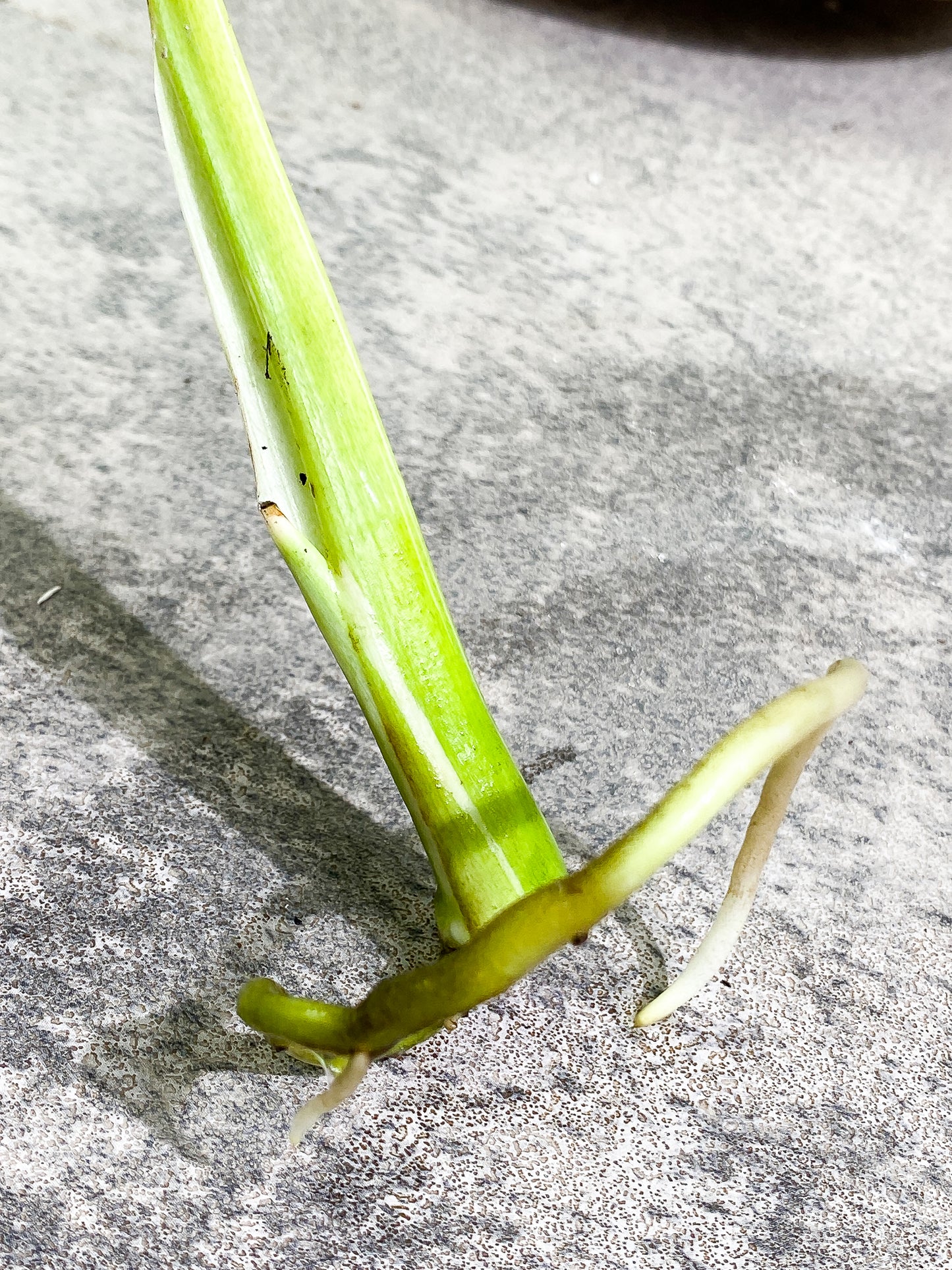 Monstera thai constellation Rooting sprout