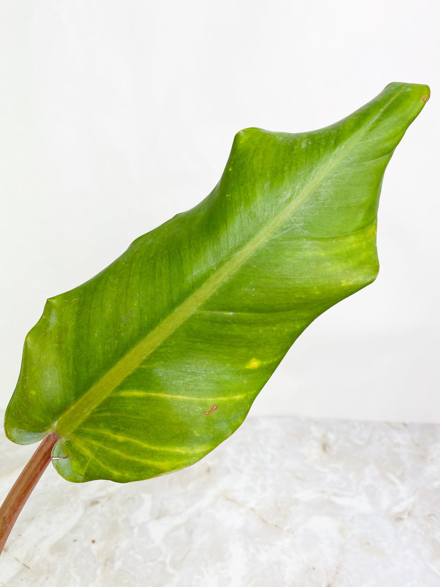Philodendron Orange Marmalade 1 leaf rooted