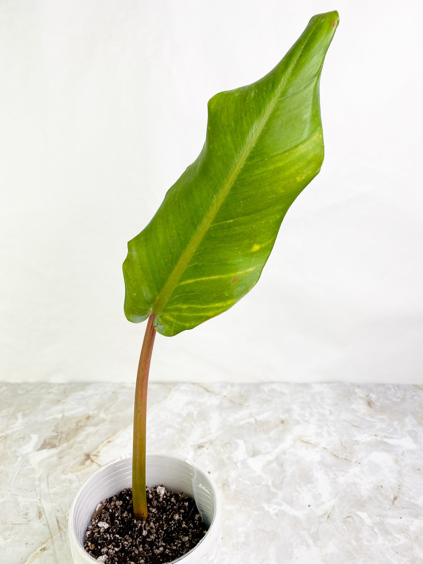 Philodendron Orange Marmalade 1 leaf rooted
