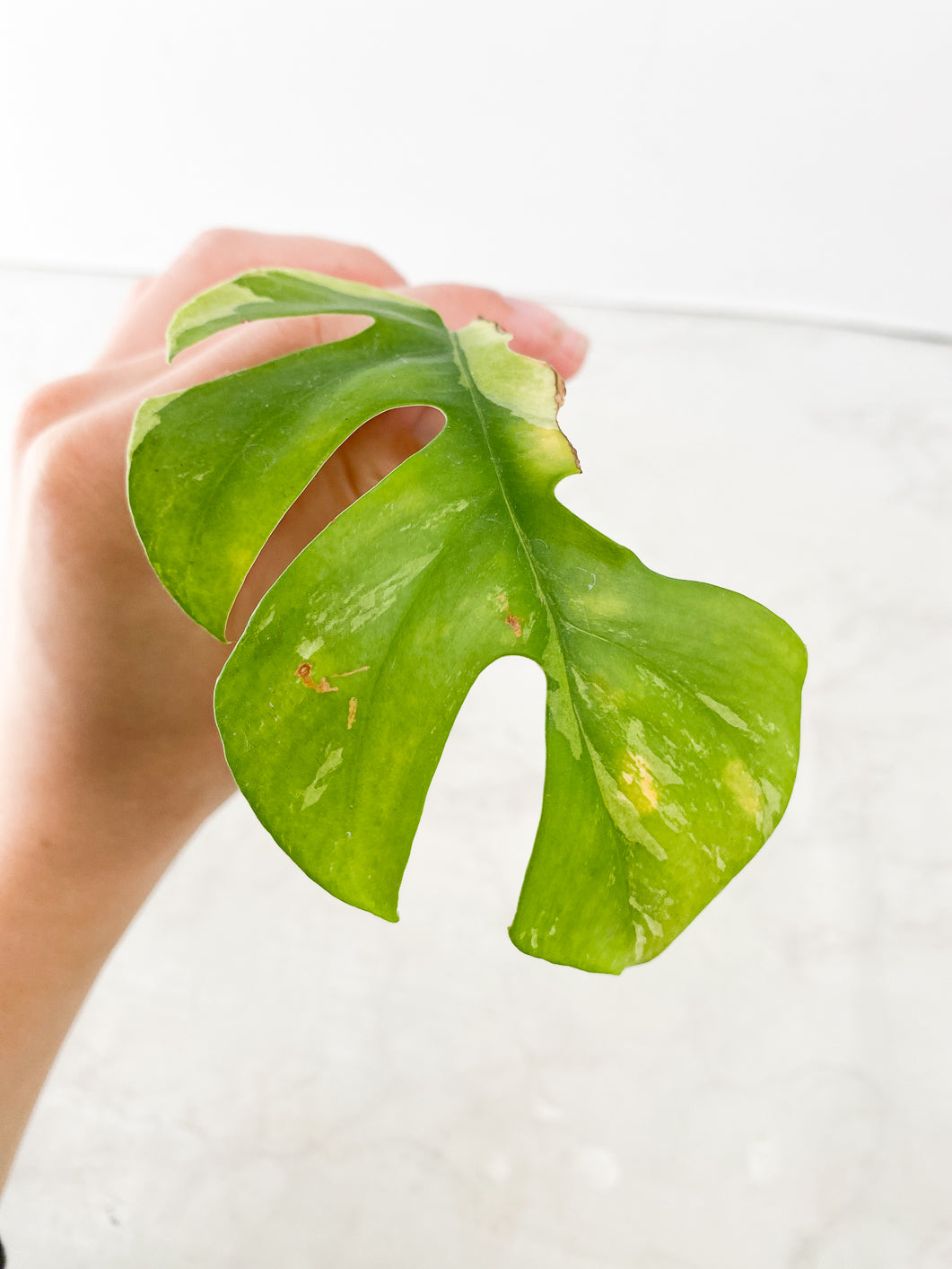 Rhaphidophora Tetrasperma Variegated 1 leaf