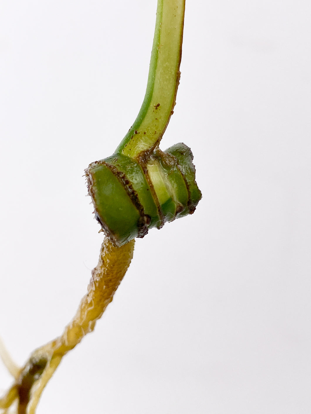 Rhaphidophora Tetrasperma Variegated 1 leaf