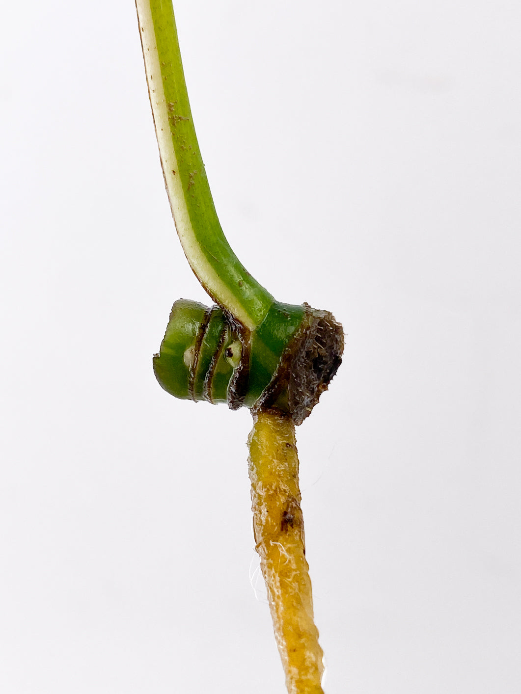 Rhaphidophora Tetrasperma Variegated 1 leaf