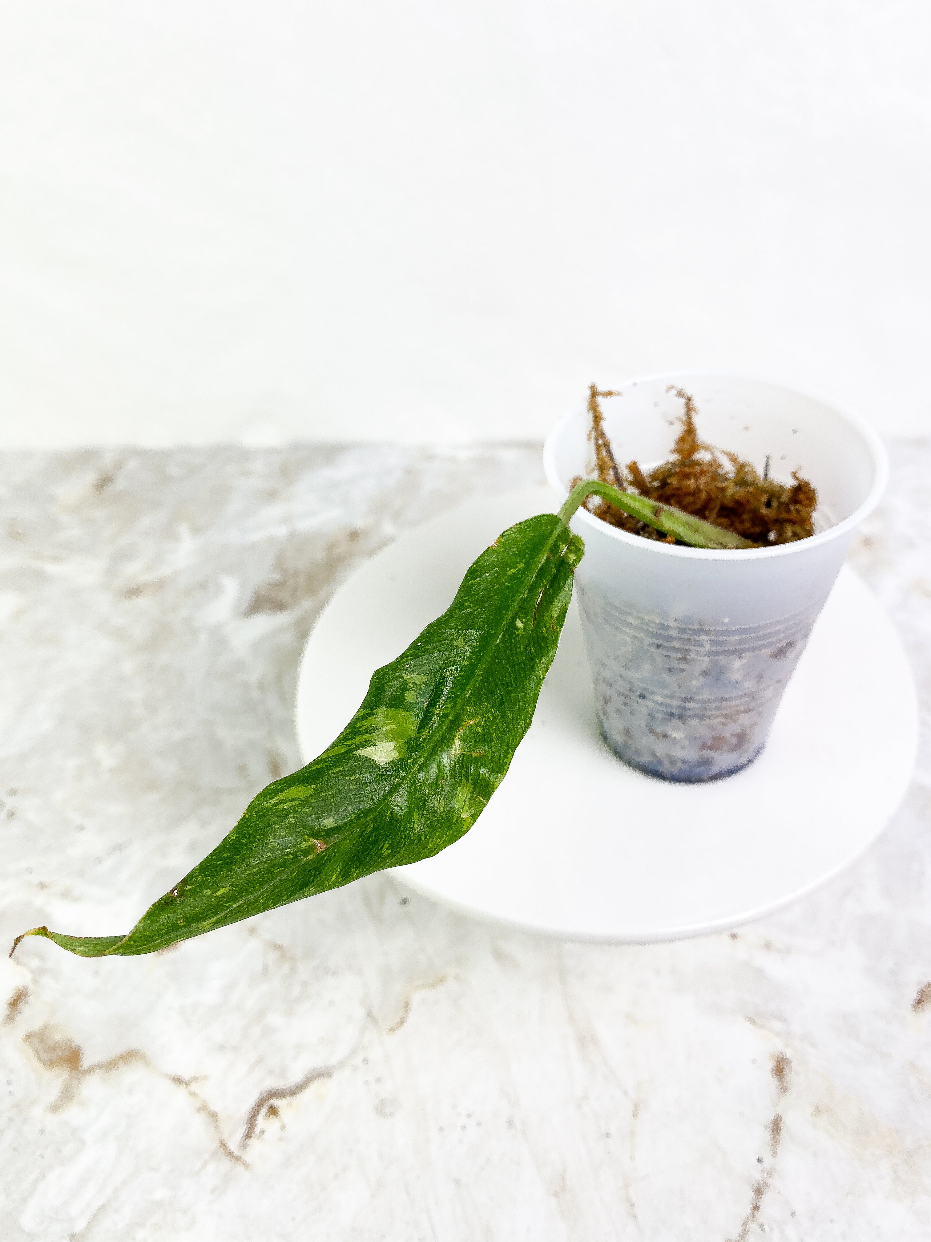 Philodendron Ring of Fire 1 leaf Slightly Rooted