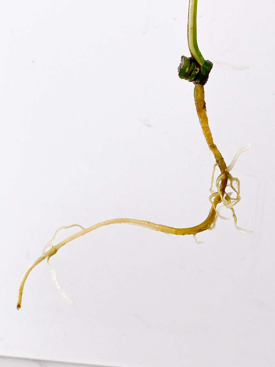 Rhaphidophora Tetrasperma Variegated 1 leaf